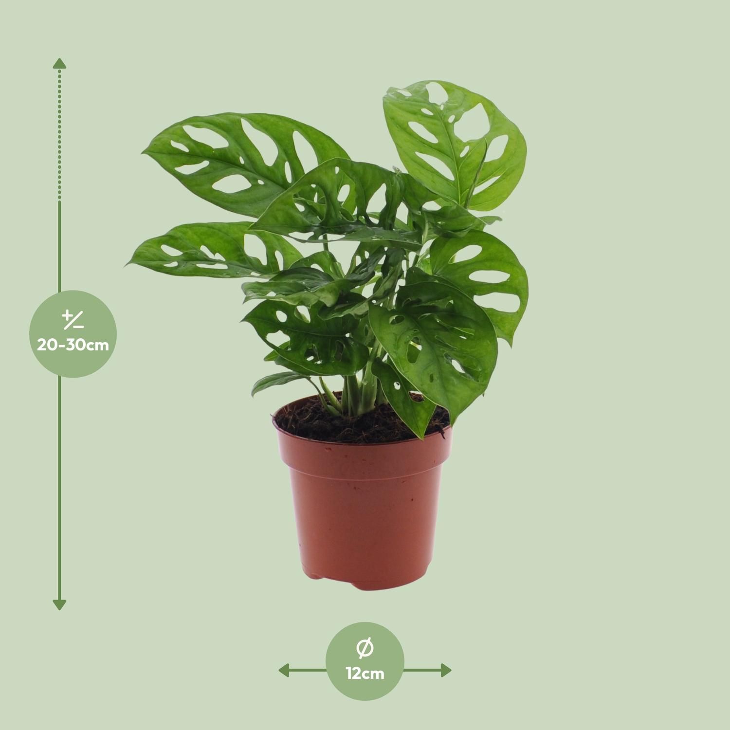 Monstera Monkey Leaf Zimmerpflanze