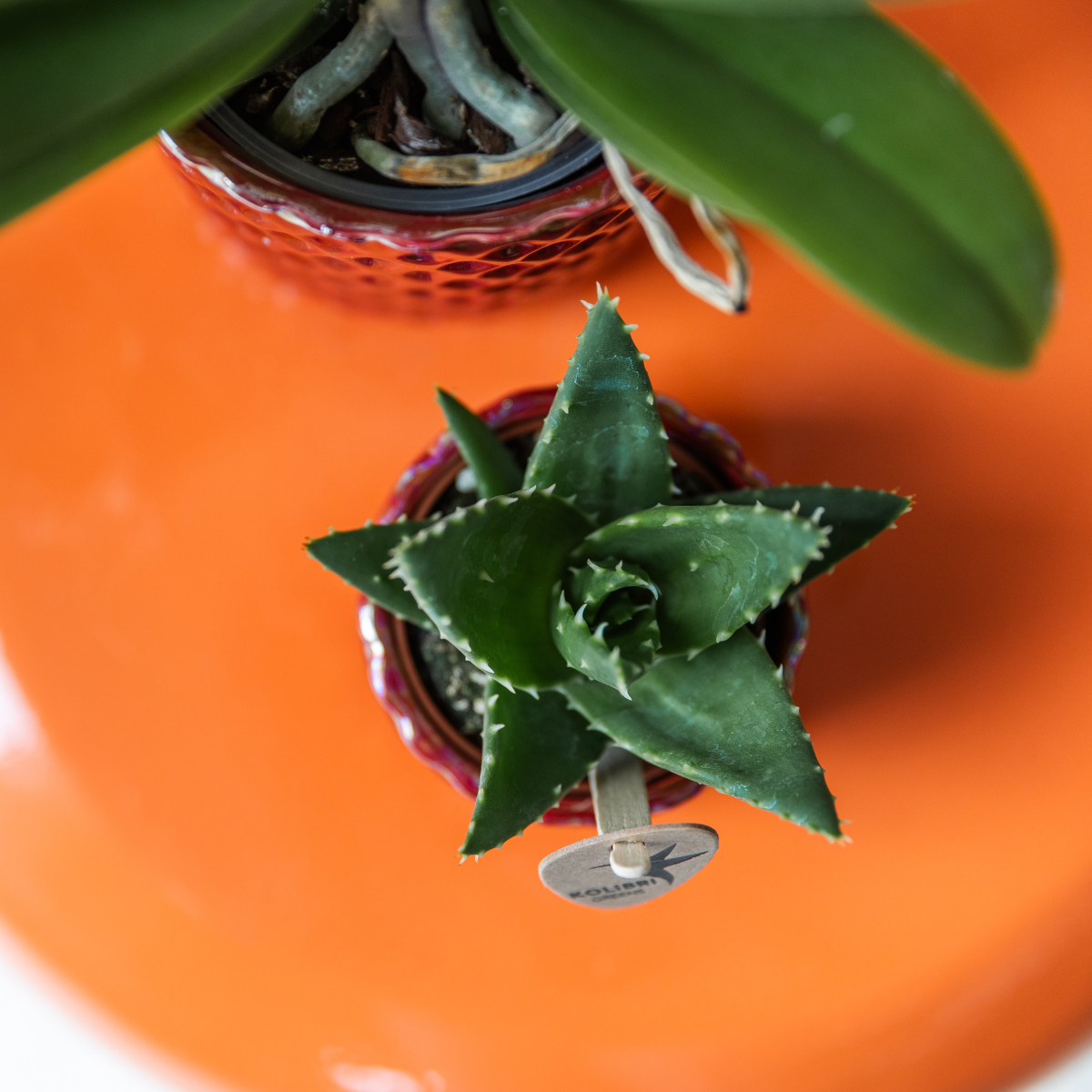 Aloe Brevifolia Sukkulente Zimmerpflanze