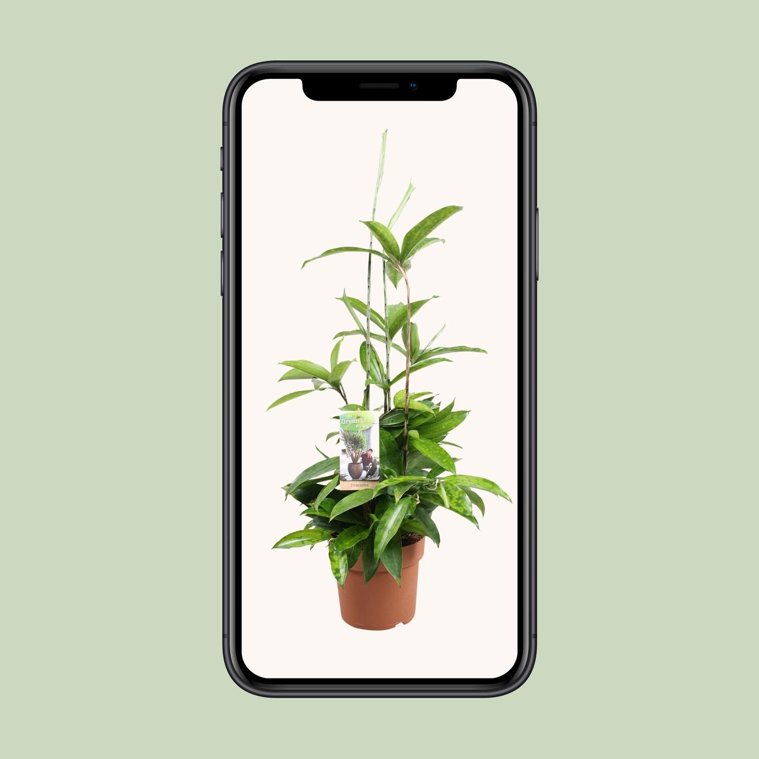 Dracaena Surculosa Zimmerpflanze