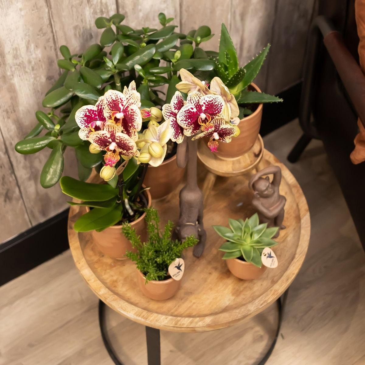 Phalaenopsis Orchidee Gelb-Rot – Blühende Zimmerpflanze