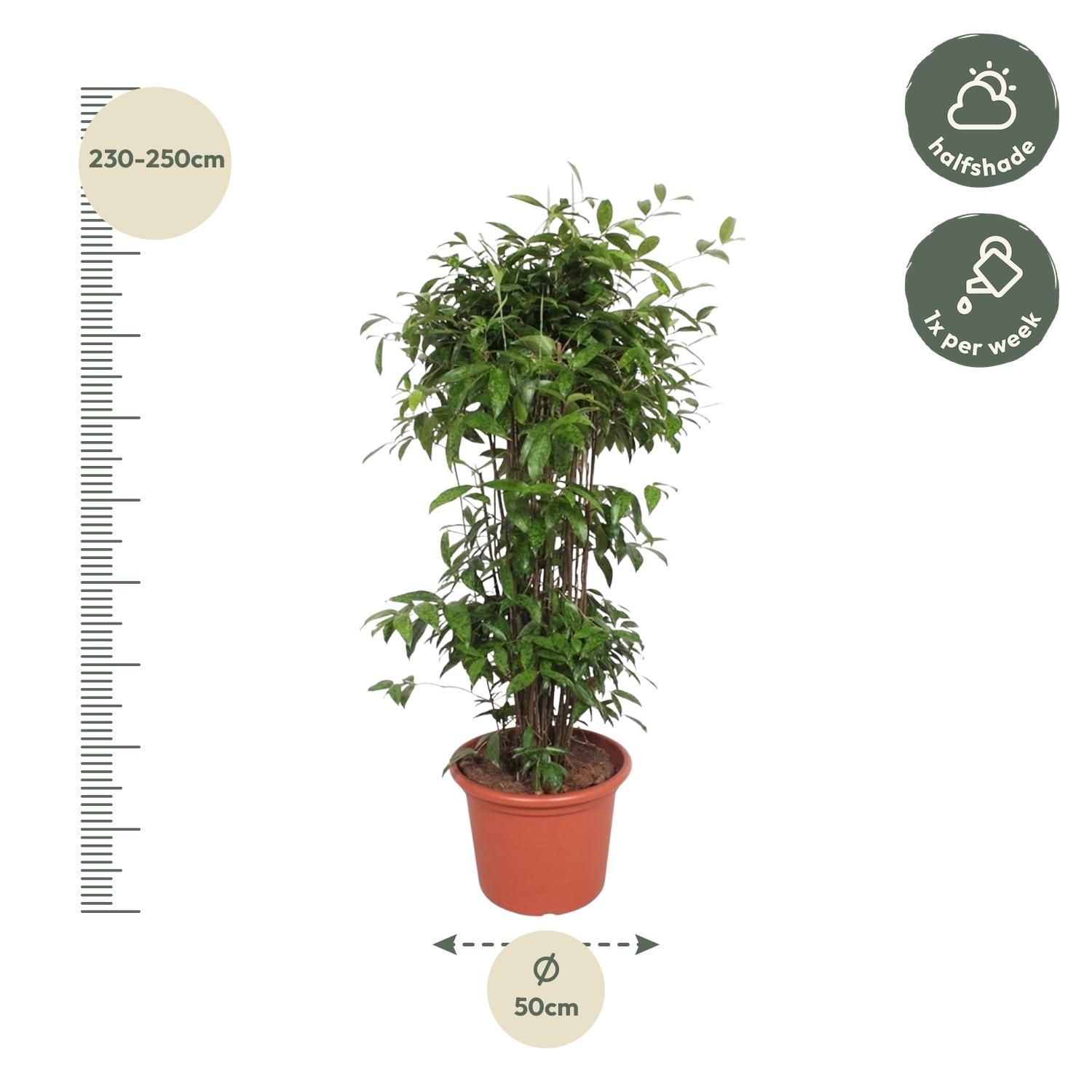 Dracaena Surculosa Zimmerpflanze