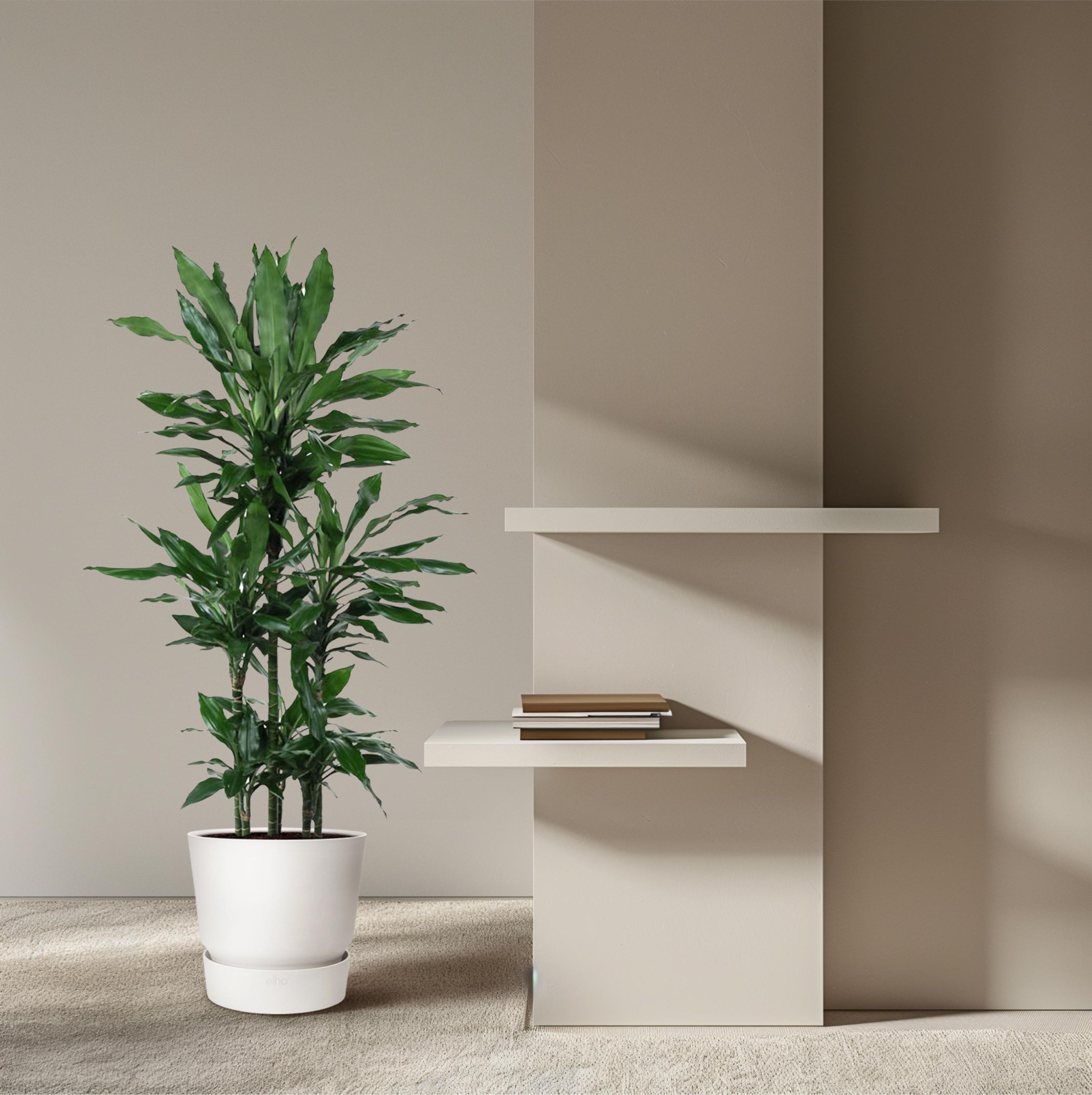Dracaena Janet Lind Carrousel Zimmerpflanze