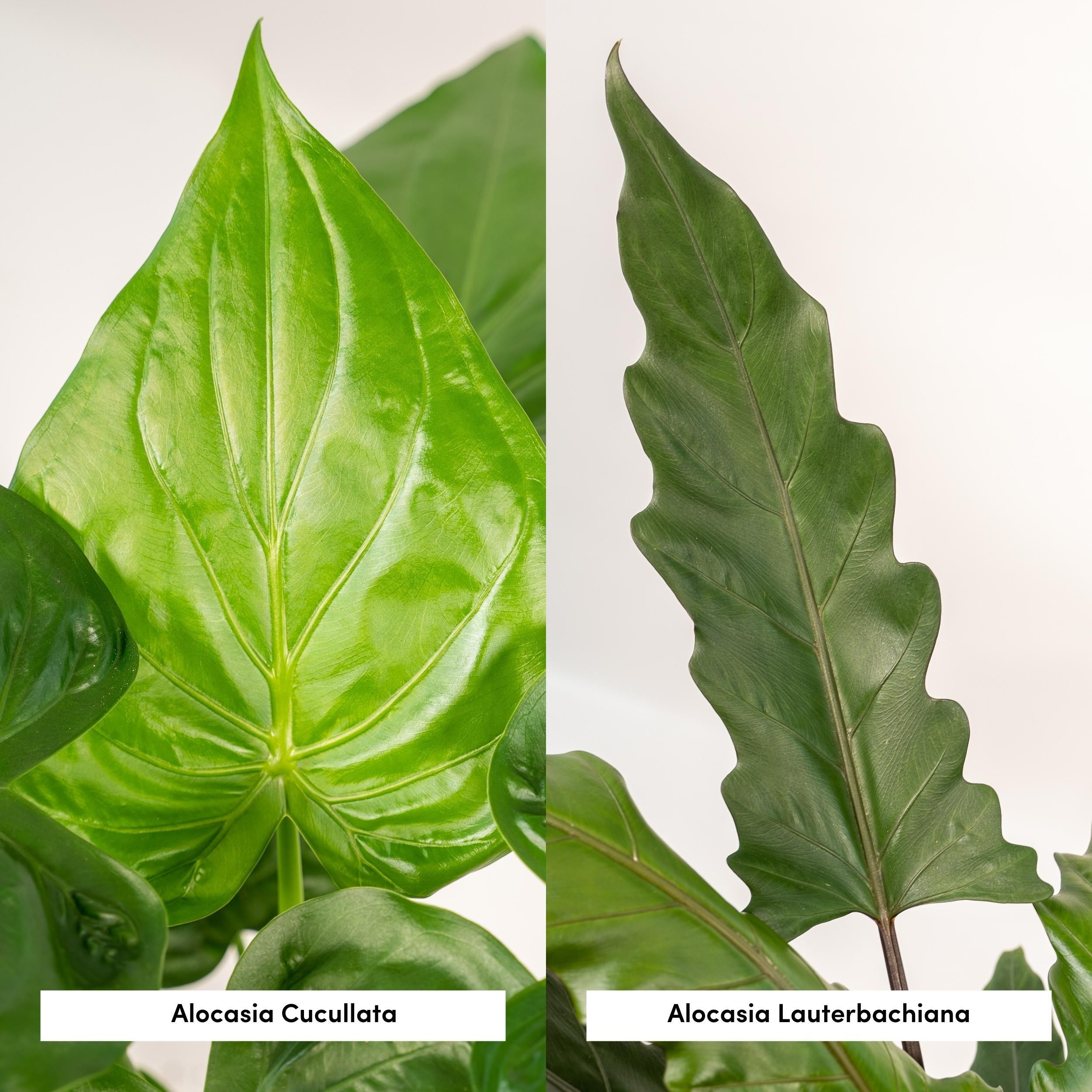 Alocasia Cucullata Zimmerpflanze mit Herzförmigen Blättern