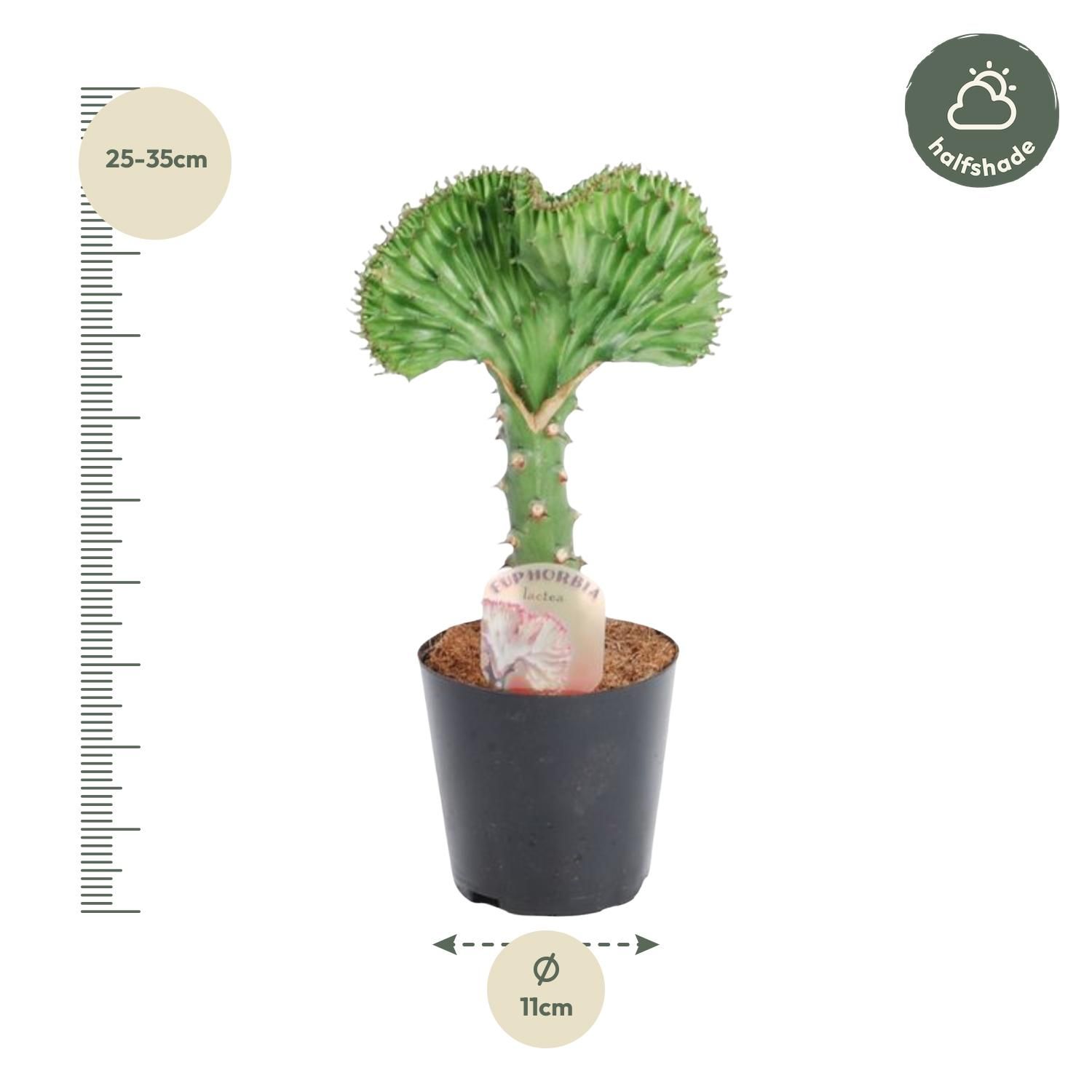 Euphorbia lactea Cristata Korallen-Kaktus