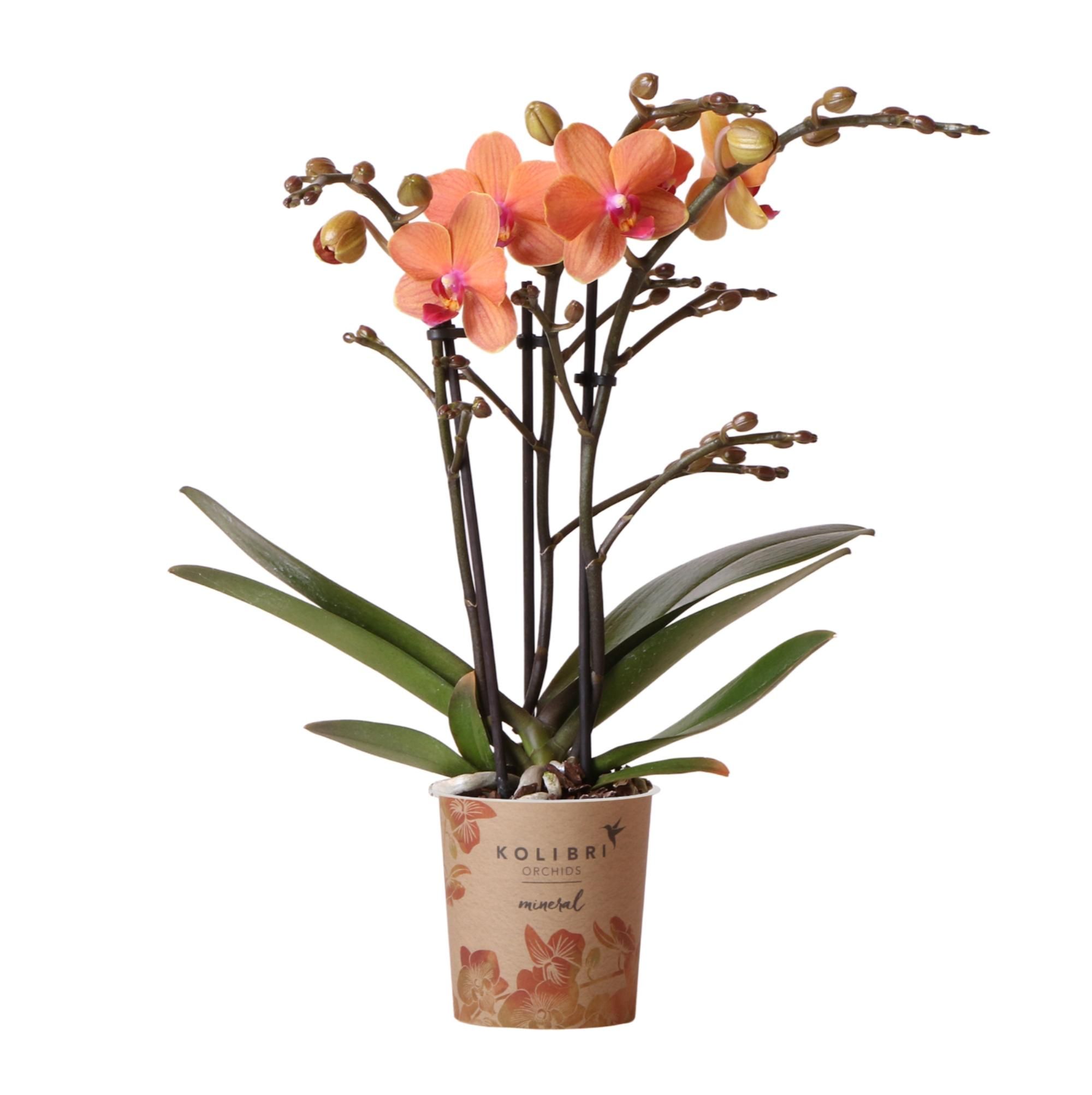 Phalaenopsis Orchidee Bolzano in Leuchtendem Orange