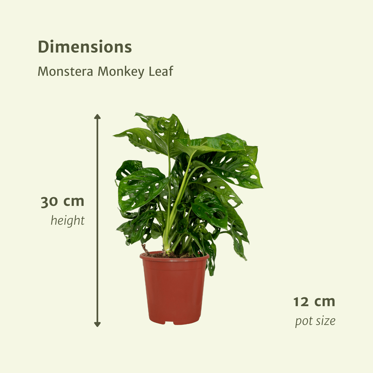 Monstera Monkey Leaf Zimmerpflanze
