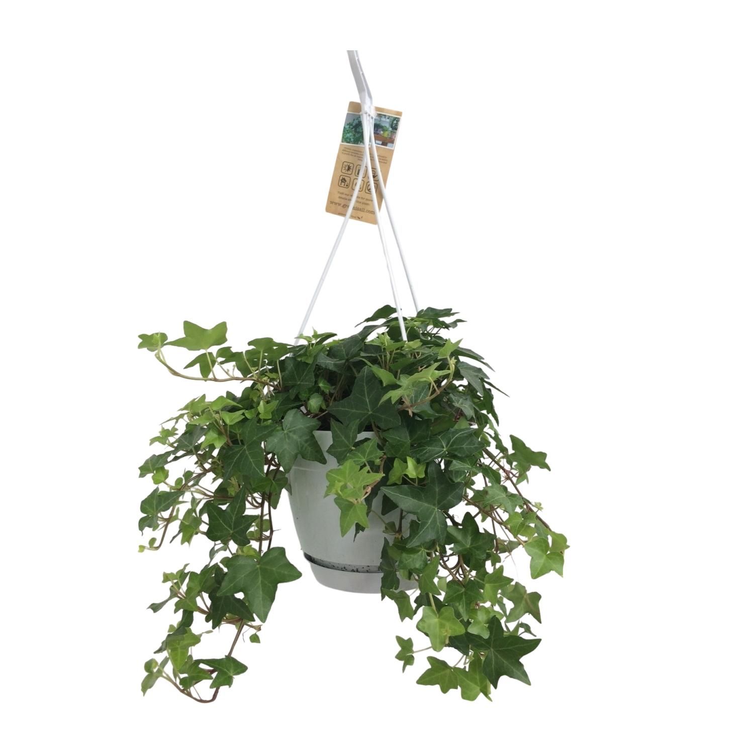 Hedera Helix Grün – Hängeampel Weiß – Ø17cm