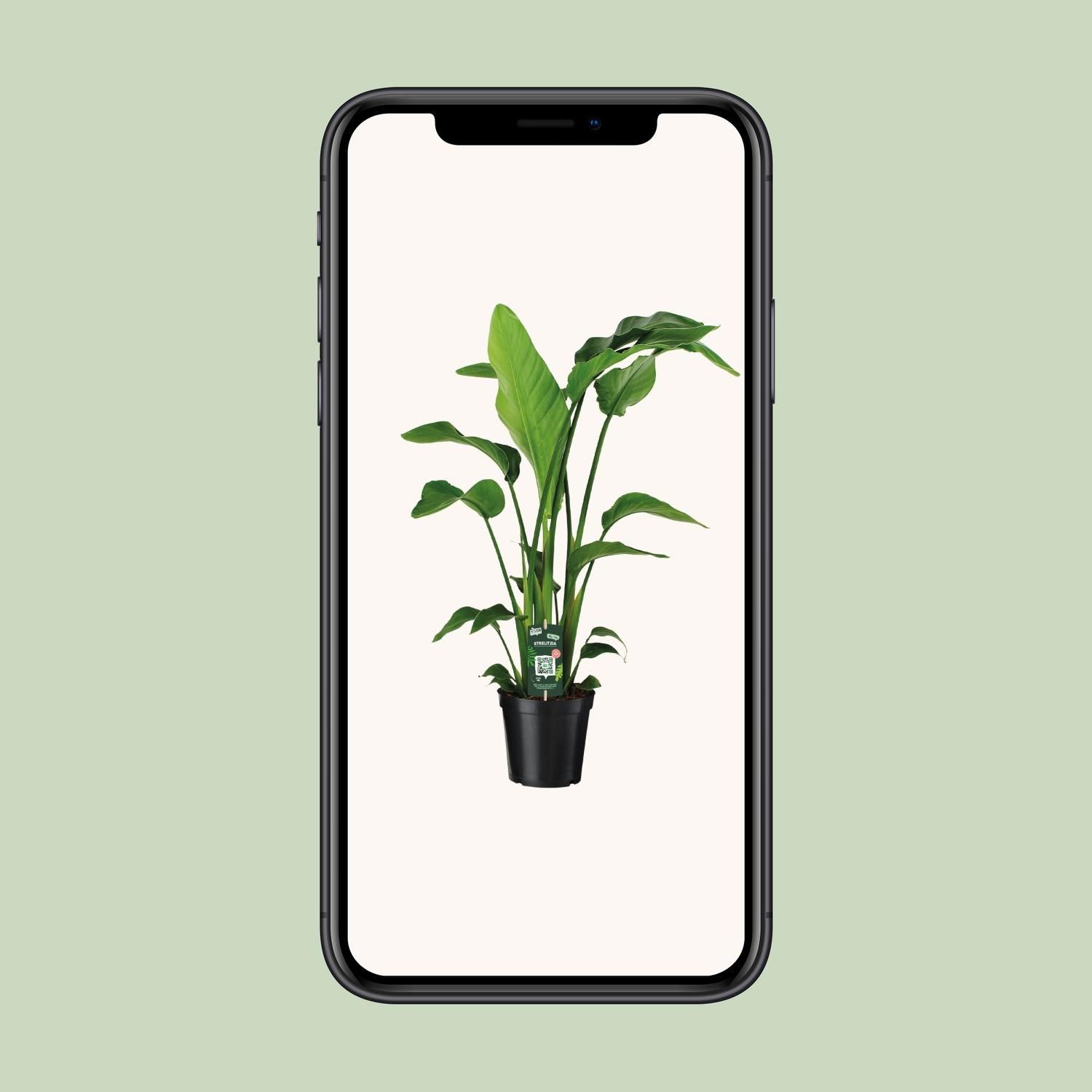 Paradiesvogelblume Strelitzia Nicolai mit tropischem Charme