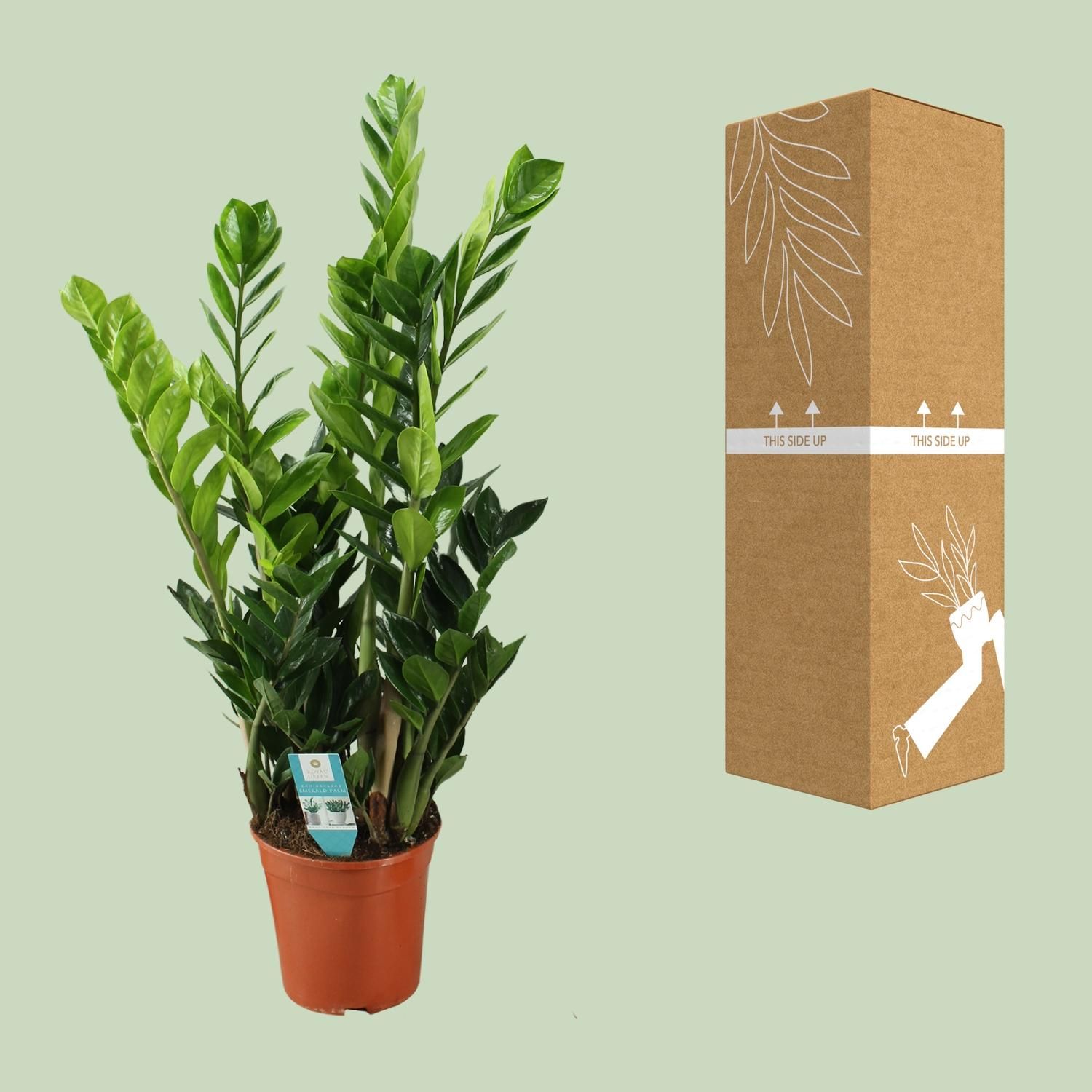 Zamioculcas Zimmerpflanze mit Glänzenden Blättern
