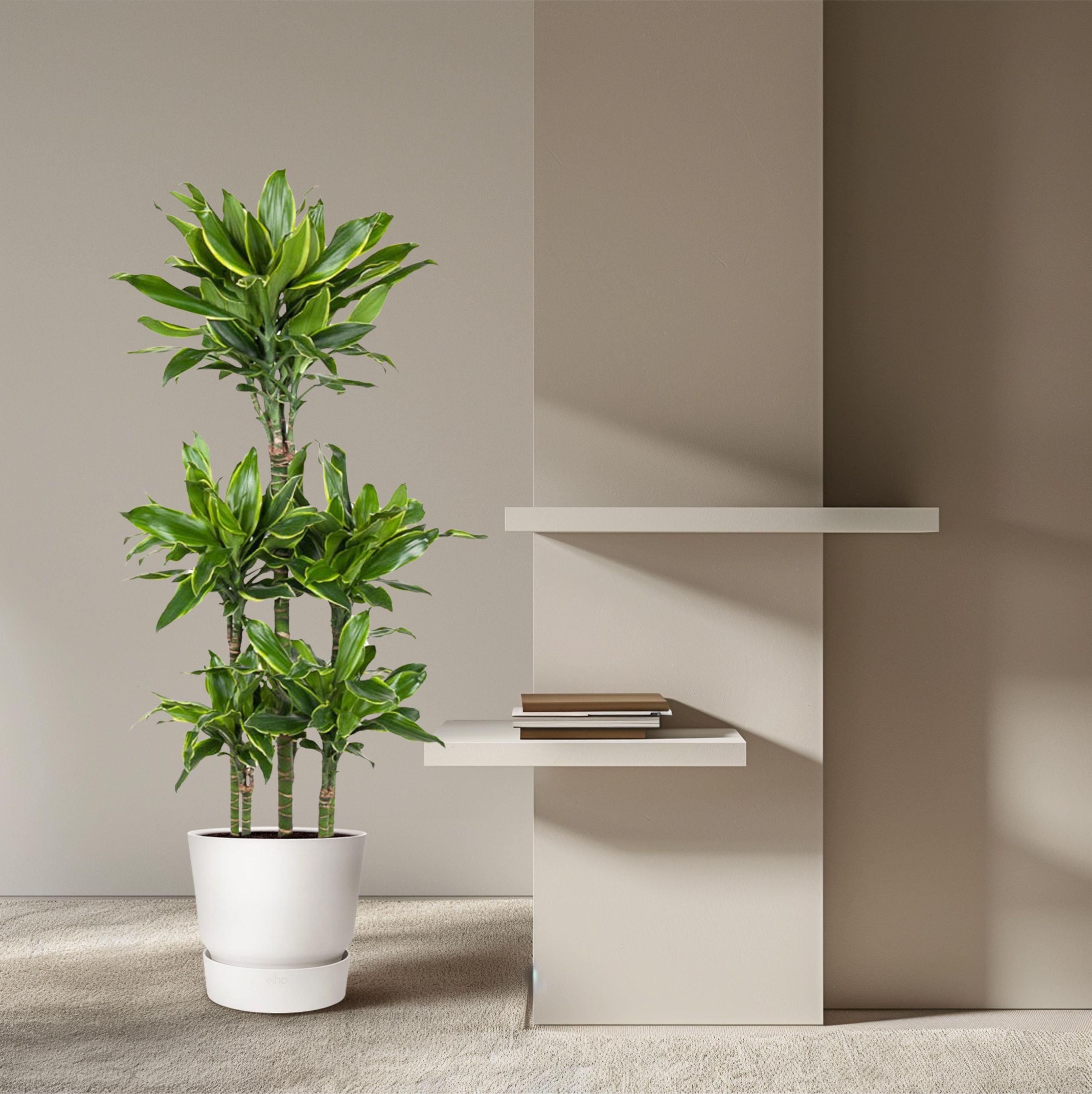 Dracaena Golden Coast Zimmerpflanze