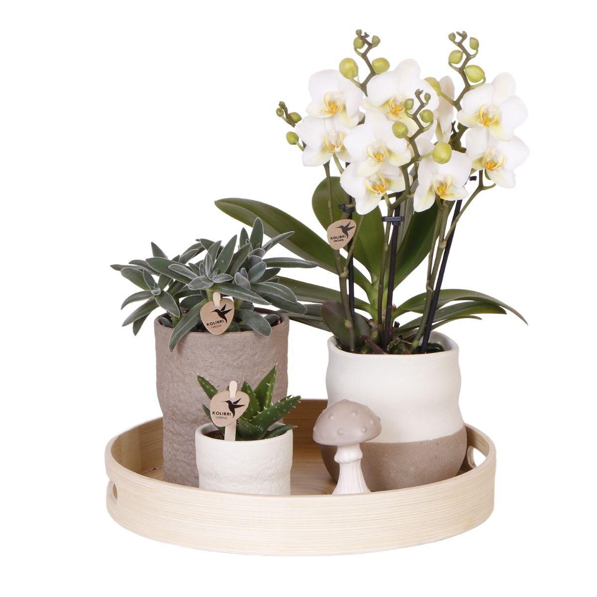Pflanzenset Slow Living | Weiße Orchidee & Sukkulenten | Keramik-Übertöpfe