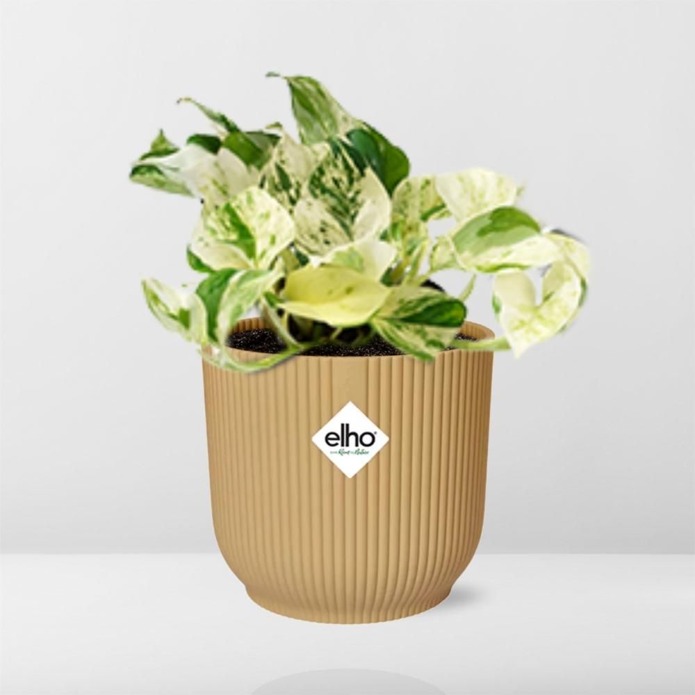 Epipremnum Pinnatum Happy Leaf Zimmerpflanze