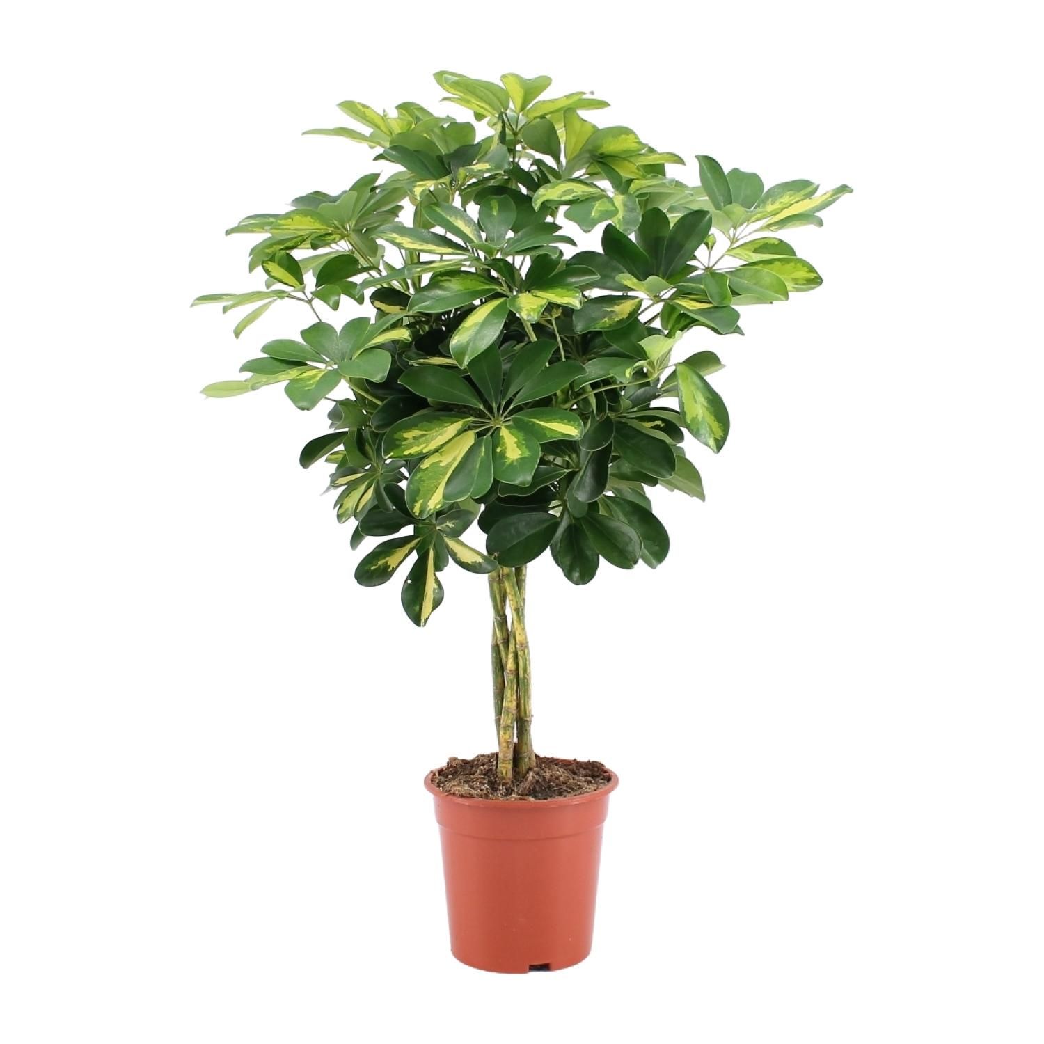Schefflera Arboricola Gold Capella Zimmerpflanze