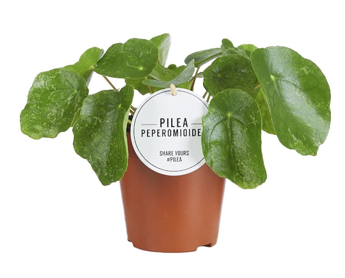 Pilea Sugar Zimmerpflanze im Trend