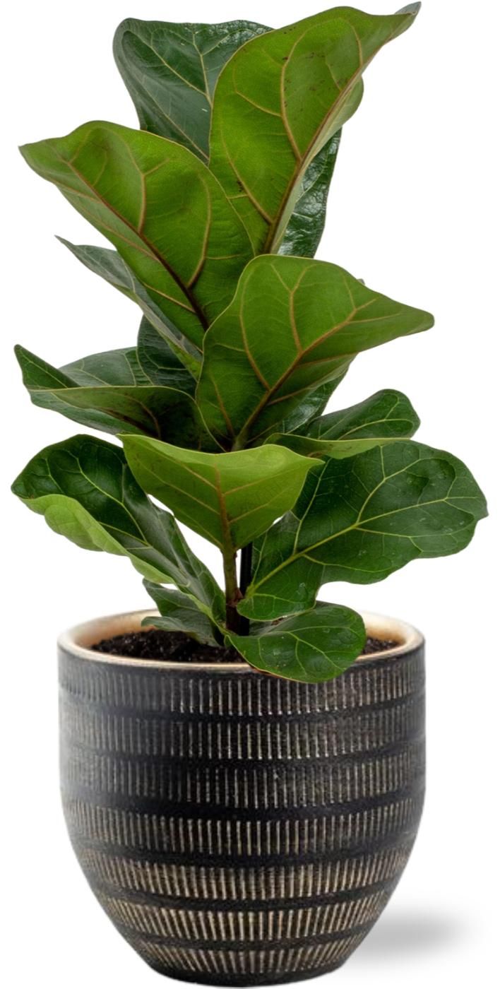 Ficus Lyrata – Geigenfeige – Ø12cm – ↕30cm – mit schwarzem Topf Beau – D14x13cm