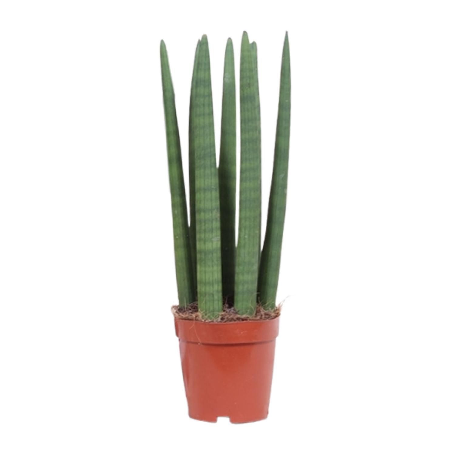Sansevieria Gerade - Ø12cm - ↕40cm