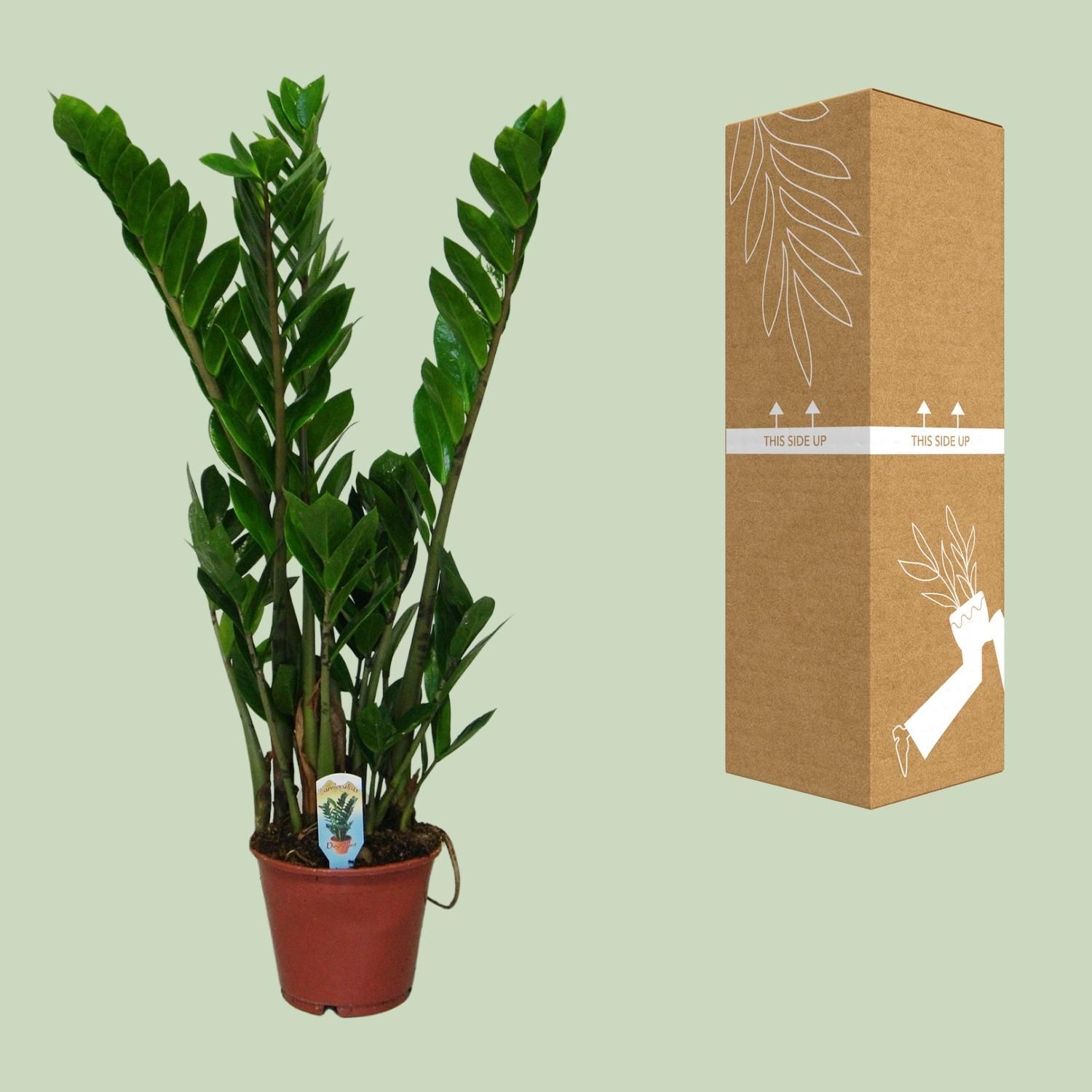 Zamioculcas Zimmerpflanze mit glänzendem Laub