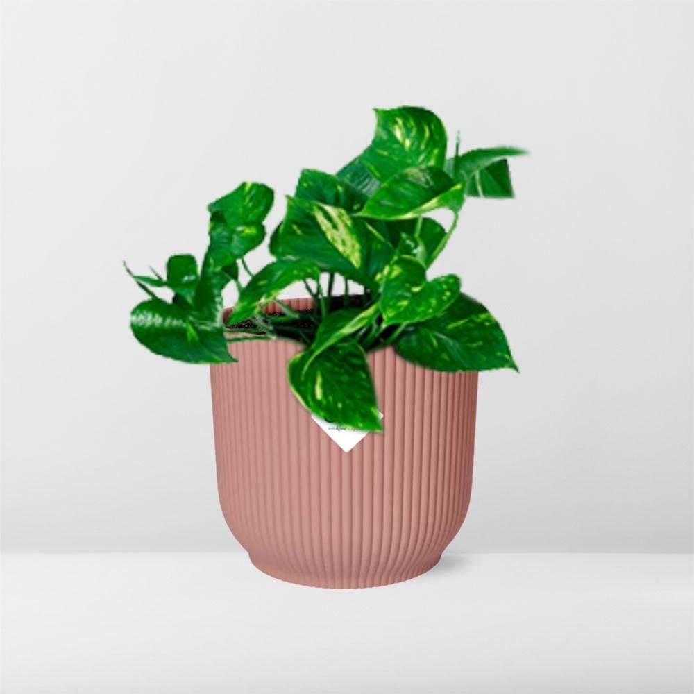 Epipremnum Pinnatum Aureum Zimmerpflanze