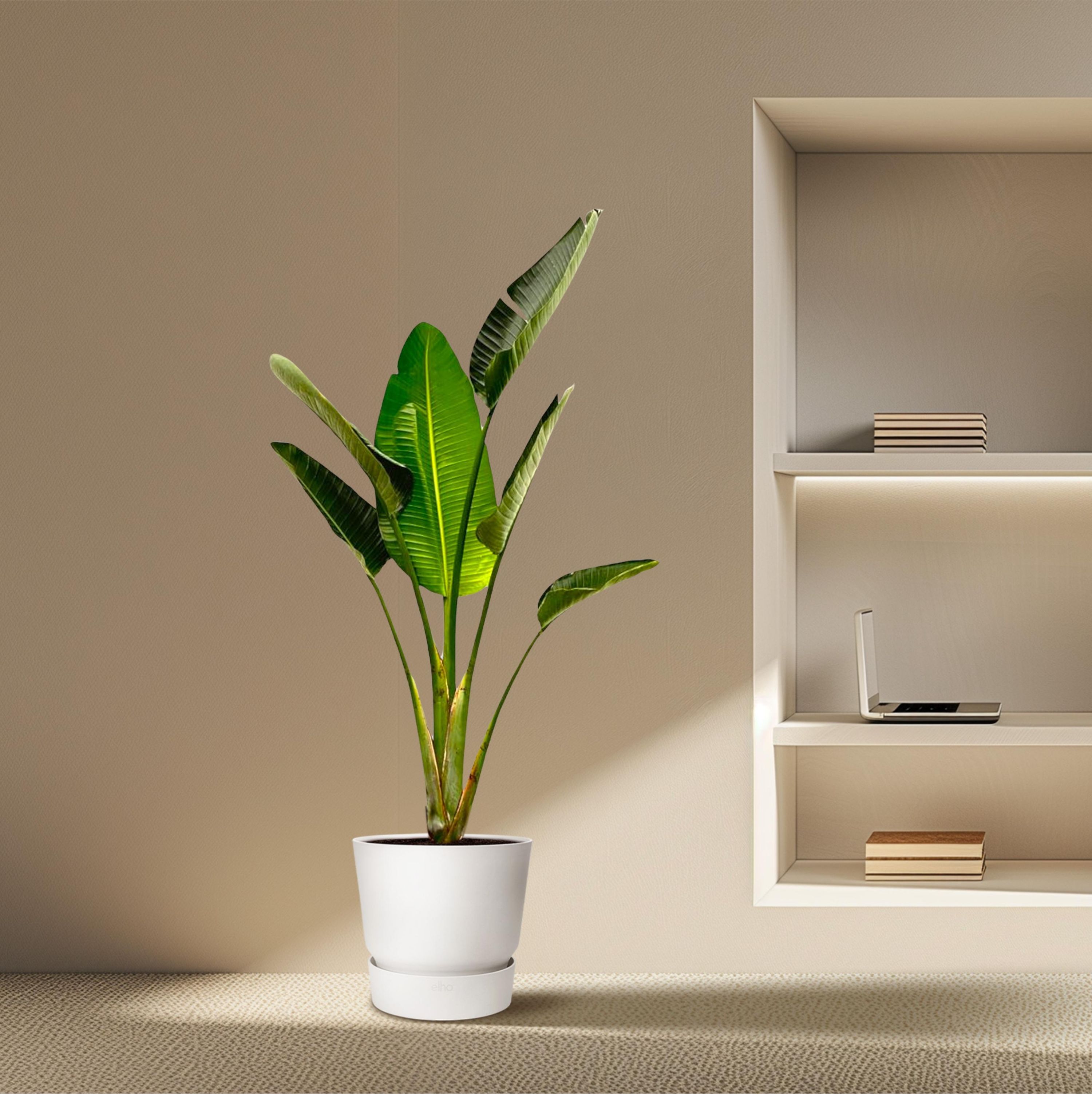 Strelitzia Augusta - Weiße Paradiesvogelpflanze