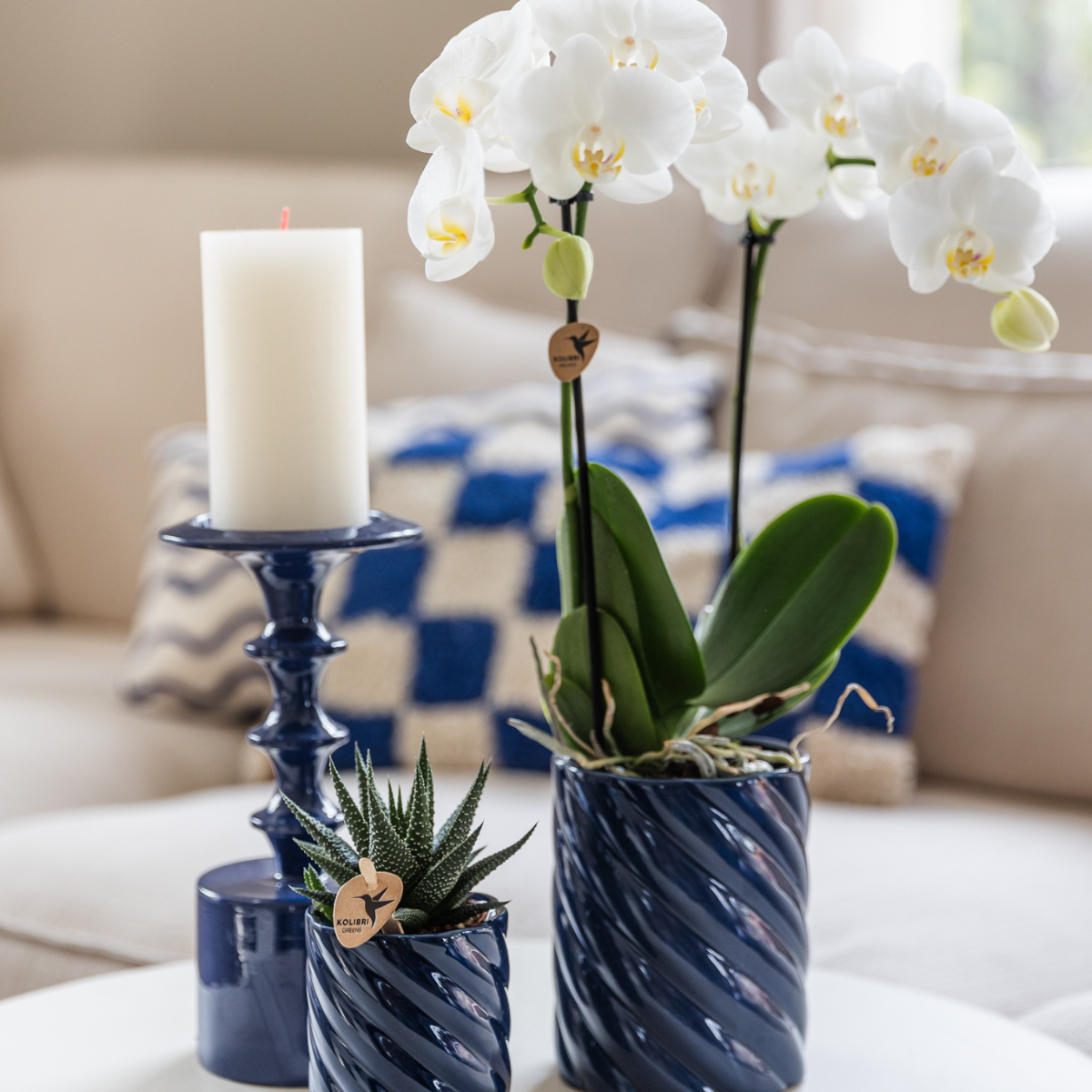 Orchidee Amabilis & Sukkulente Set – Blau mit Ziertöpfen Candy – Blühende Zimmerpflanzen