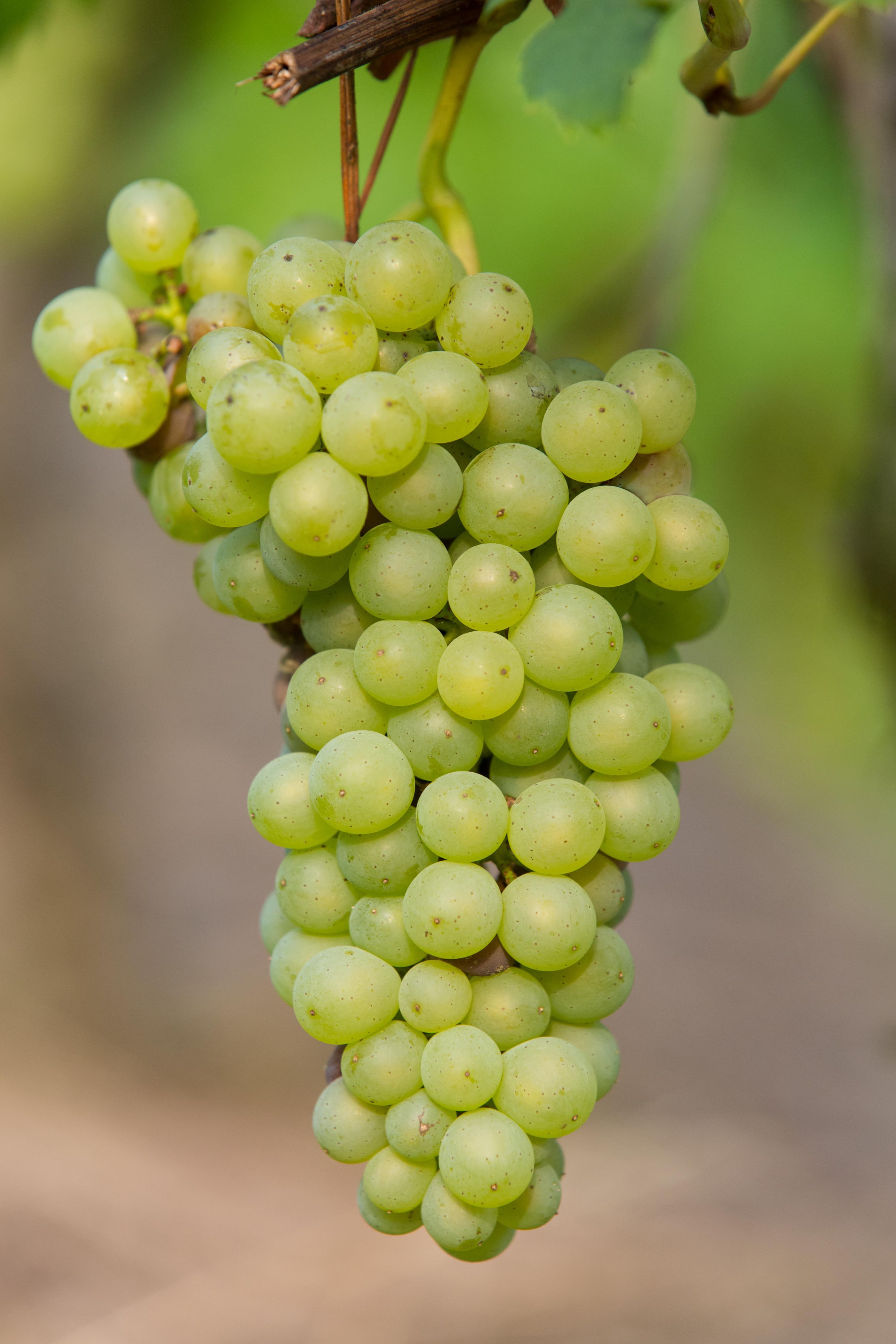 Johanniter Weinrebe Vitis vinifera
