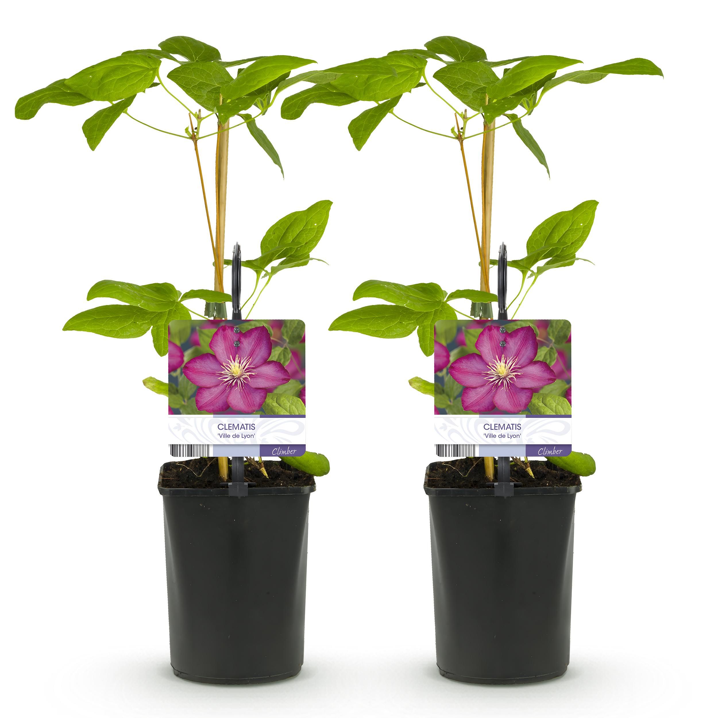 Clematis Ville de Lyon – Rosafarbene Blüte – Wenig Pflege – 2 Pflanzen