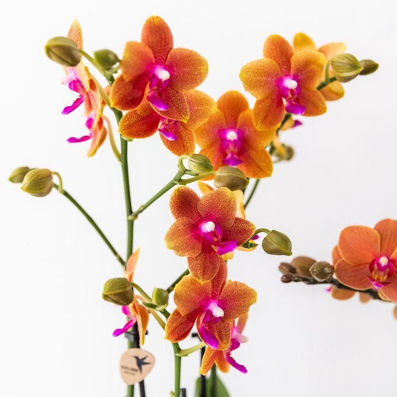 Phalaenopsis Orchidee in Cognac Glasur Topf