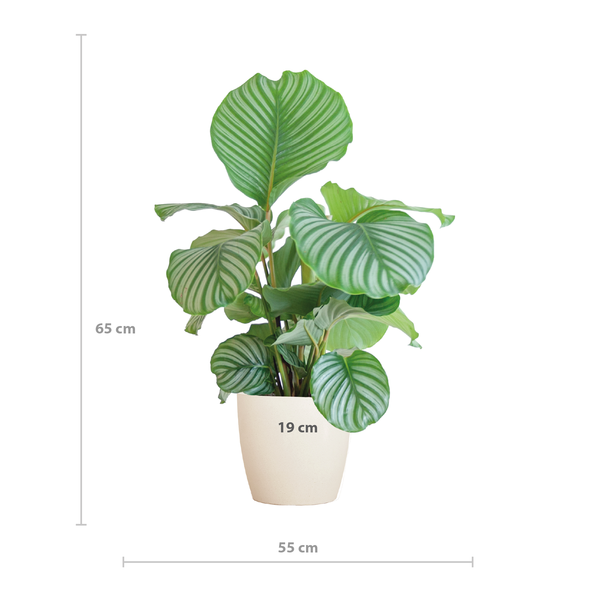 Calathea Orbifolia – 65cm – Ø21 Topf – Luftreinigend – Blattschmuckpflanze