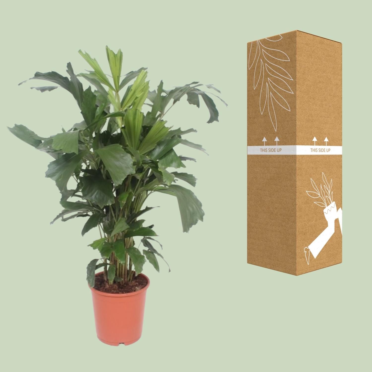 Caryota Mitis Fischschwanzpalme