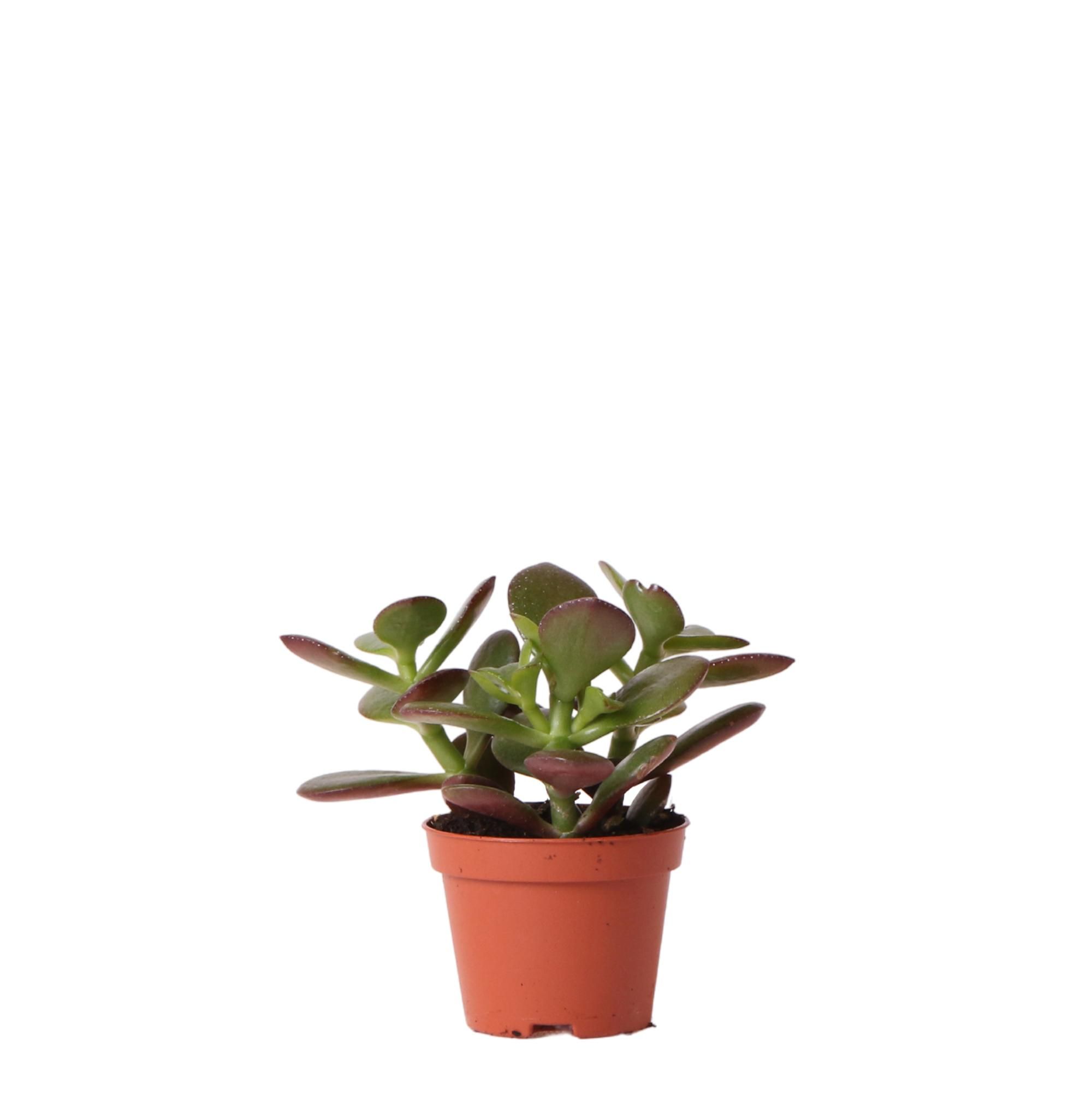 Grüne Sukkulente Crassula Ovata | Zimmerpflanze | Ø6cm