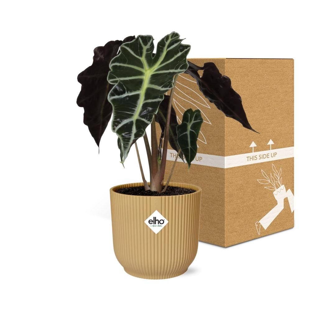 Alocasia Polly Zimmerpflanze in gelbem ELHO Vibes Fold Topf