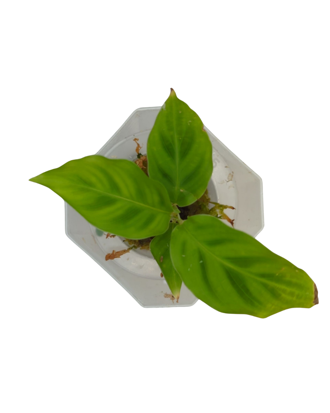 Calathea zebrina