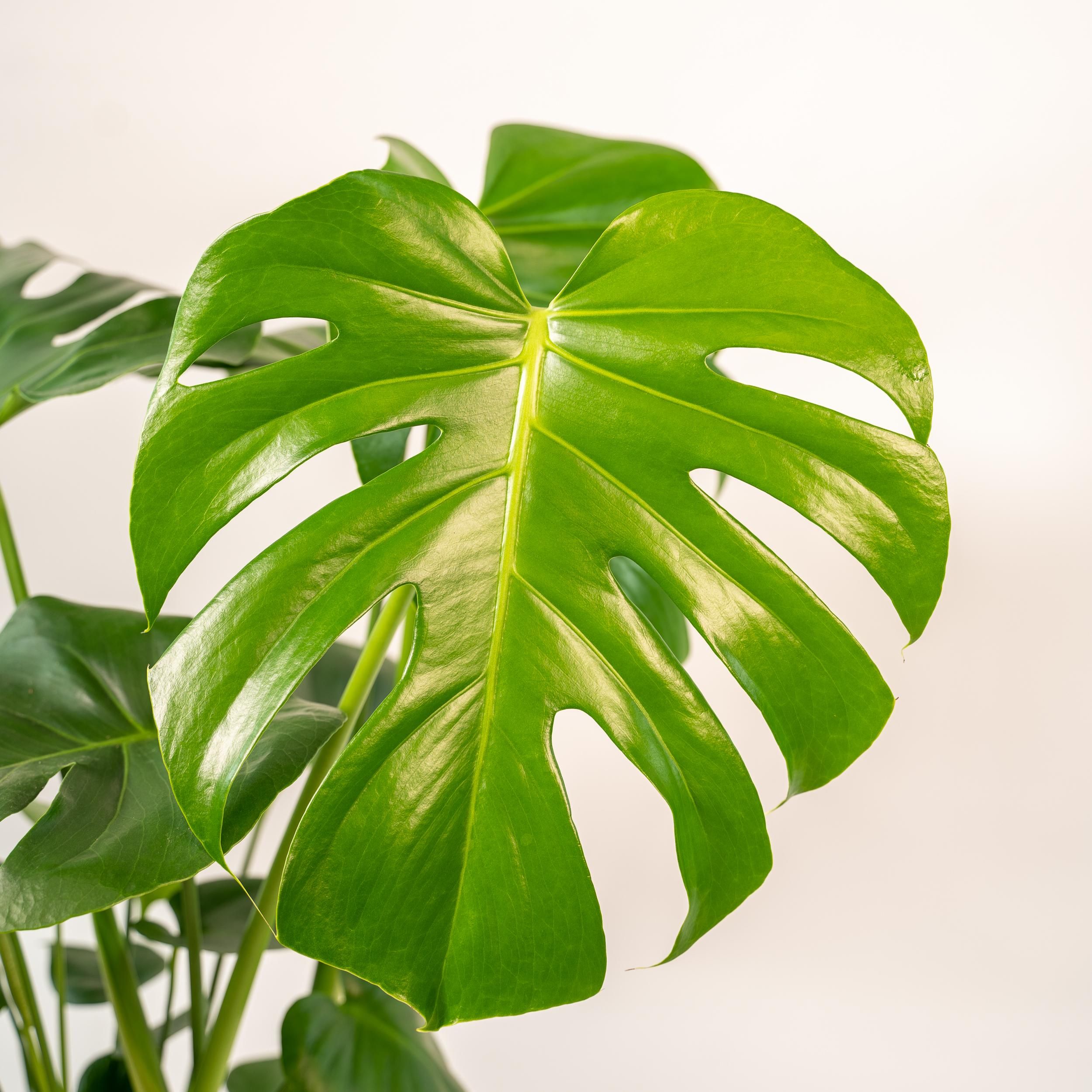 Monstera Deliciosa mit Mayk Lead Übertopf
