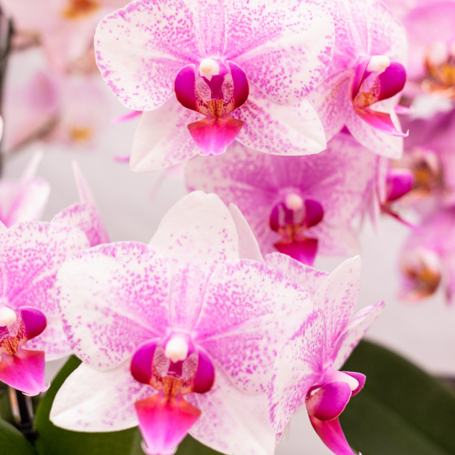 Phalaenopsis Orchidee Rosa Blühend