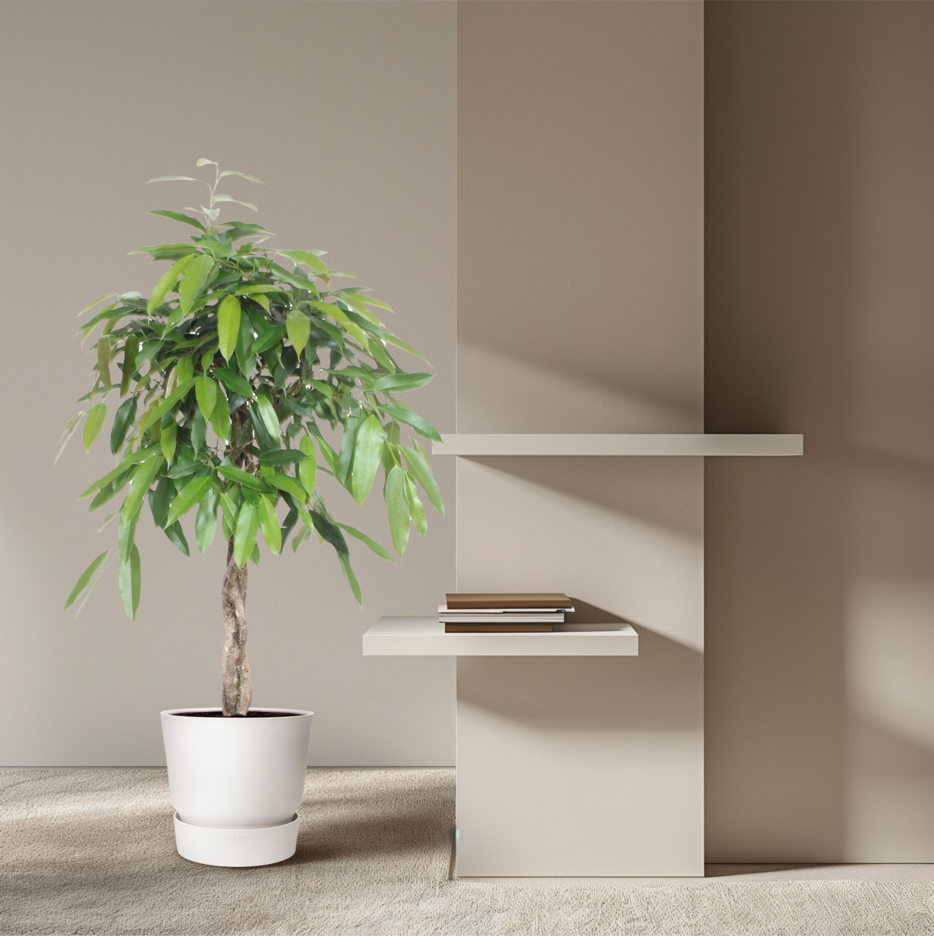 Ficus Amstel King Zimmerpflanze mit geflochtenem Stamm