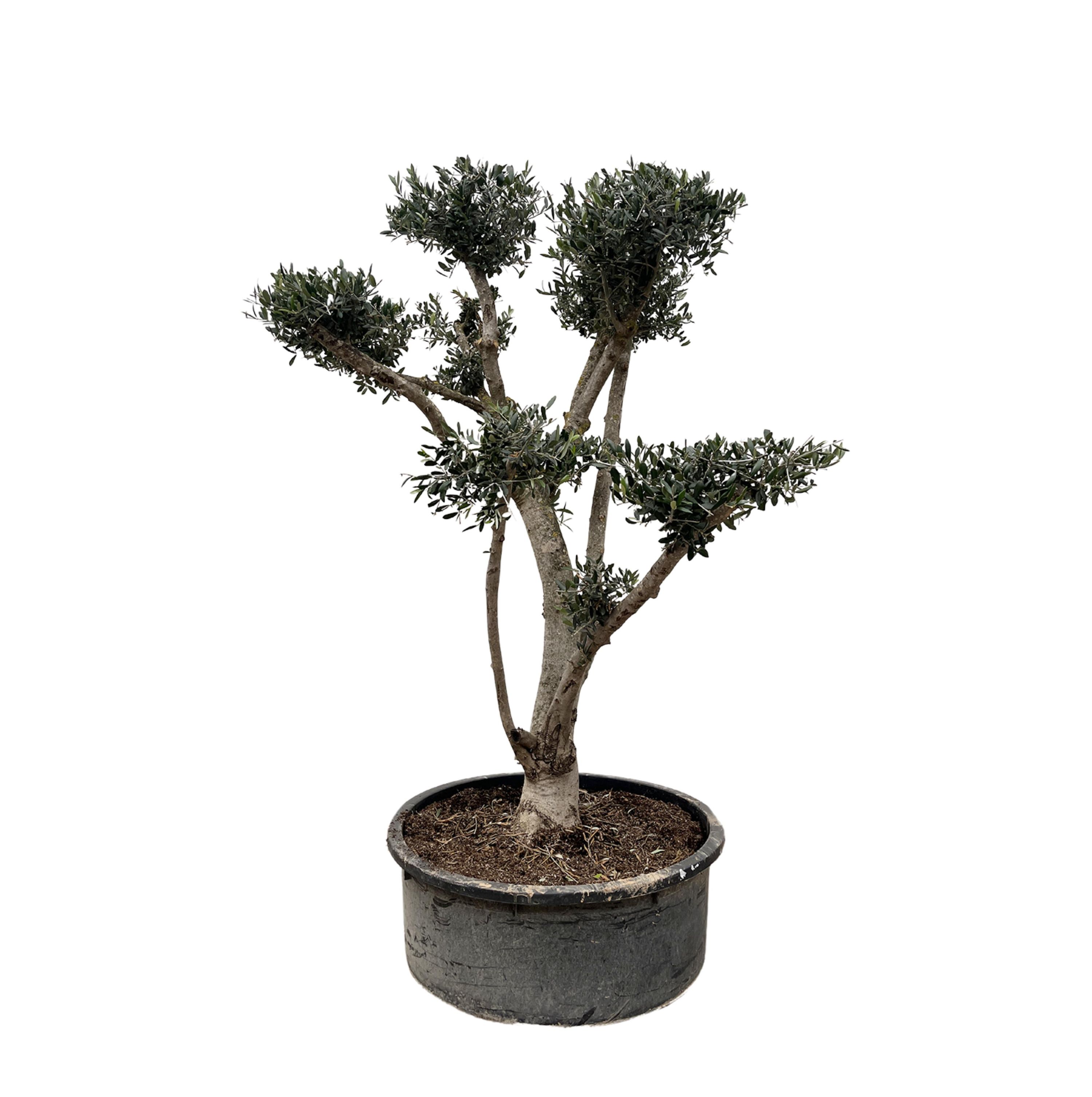Olivenbaum Olea Europaea