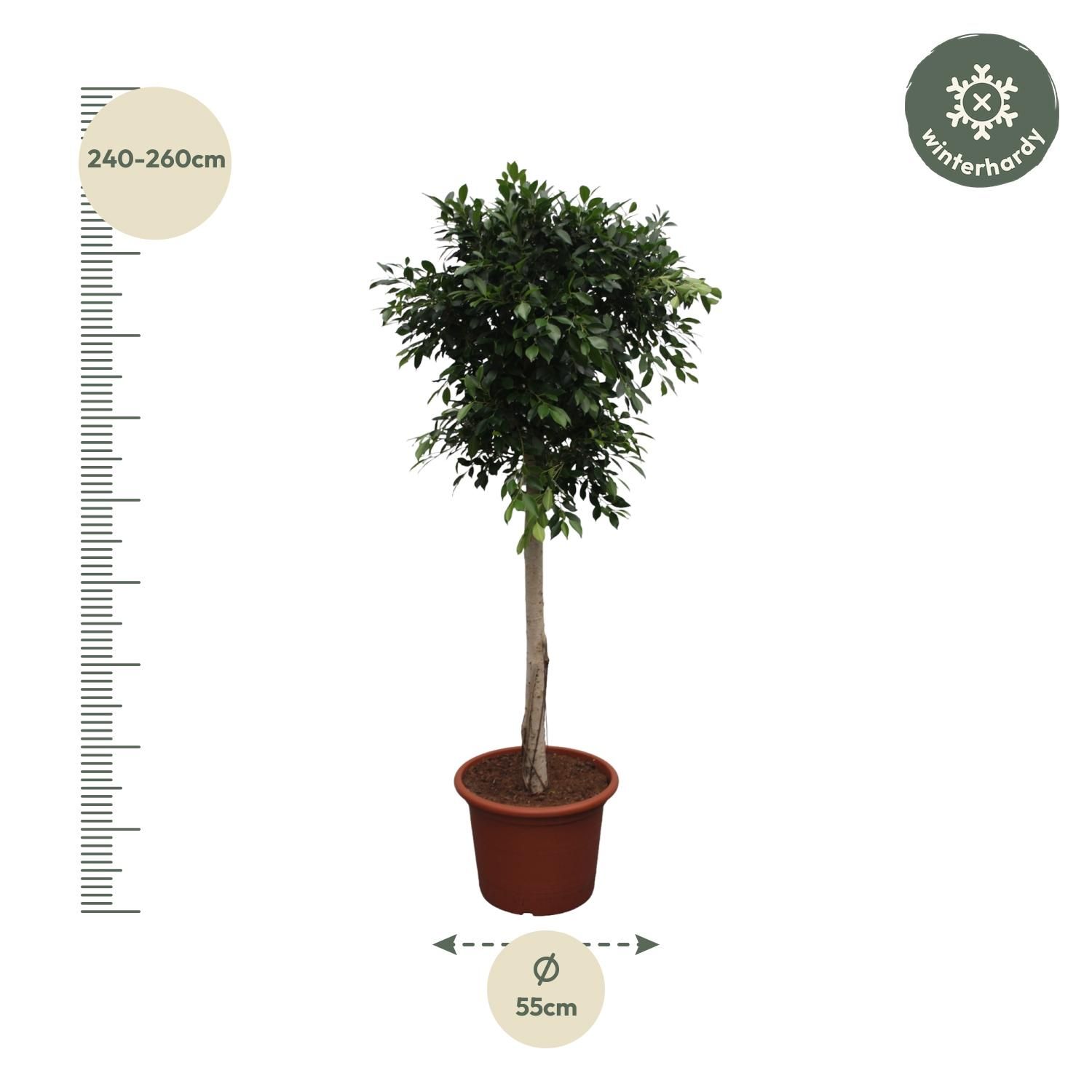 Ficus Nitida dekorativer Zimmerbaum