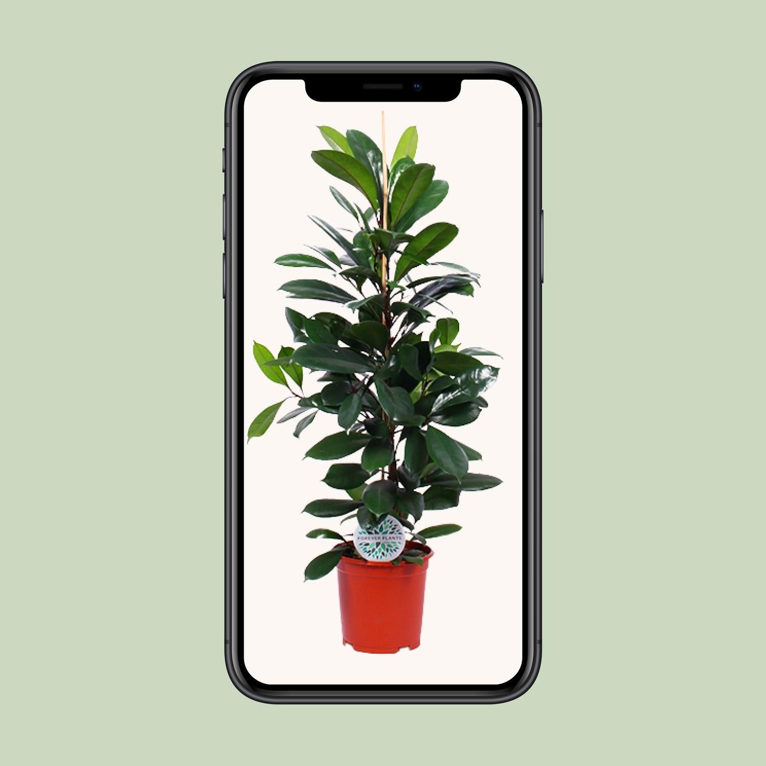 Ficus Cyathistipula eleganter Zimmerbaum