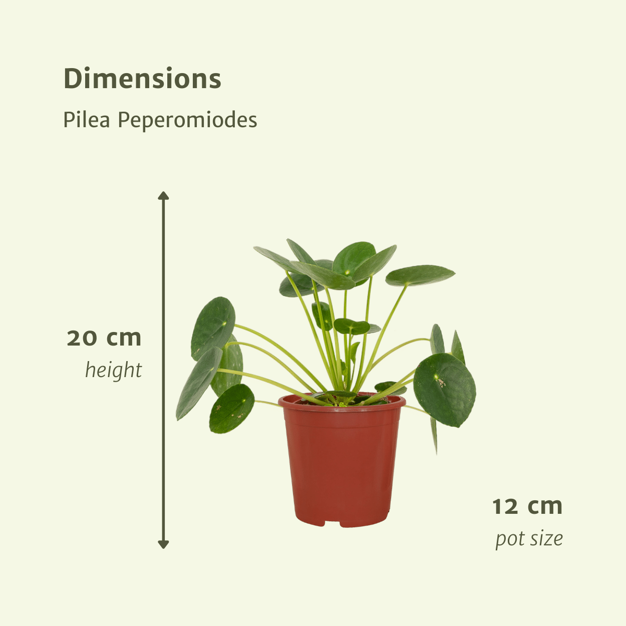 Pilea Peperomiodes Pfannkuchenpflanze