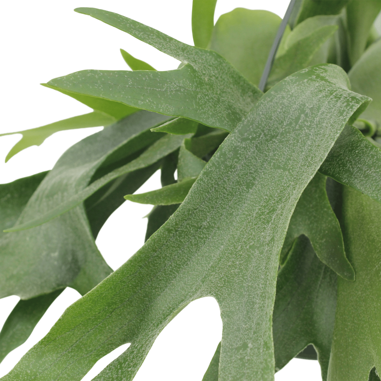 Platycerium Geweihfarn Hängepflanze