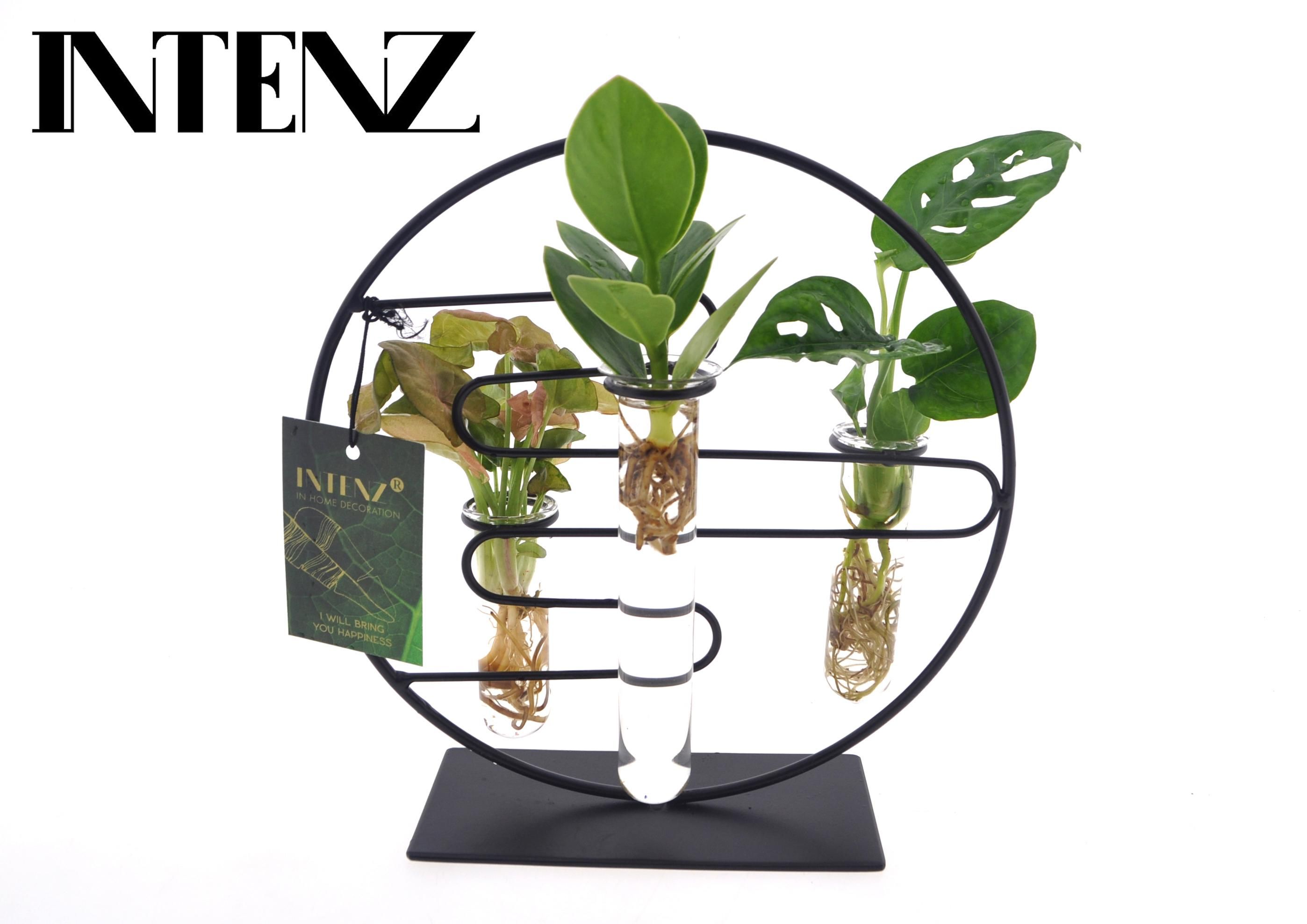 Kamerpflanzen Intenz Mix Glas Topf