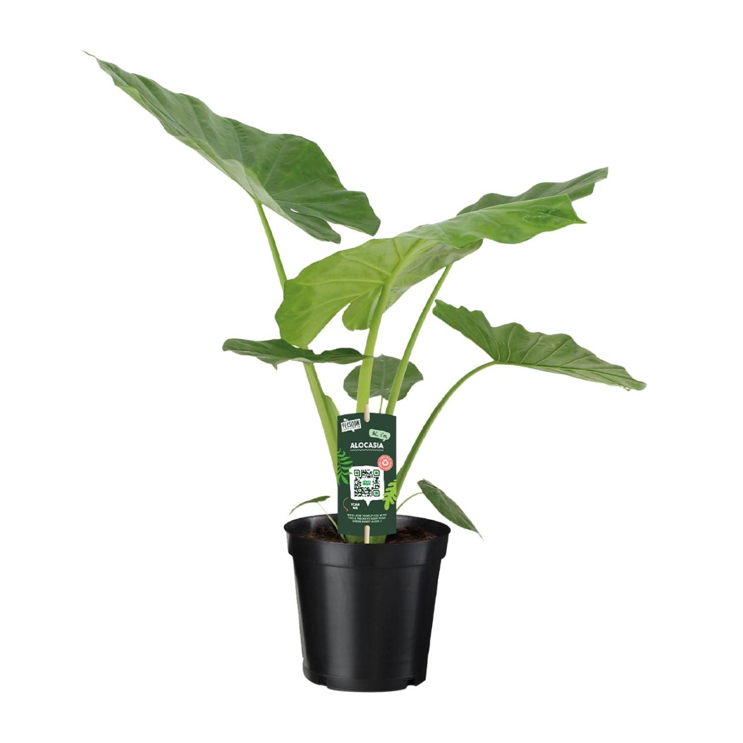 Alocasia Macrorrhiza Zimmerpflanze mit großem Laub
