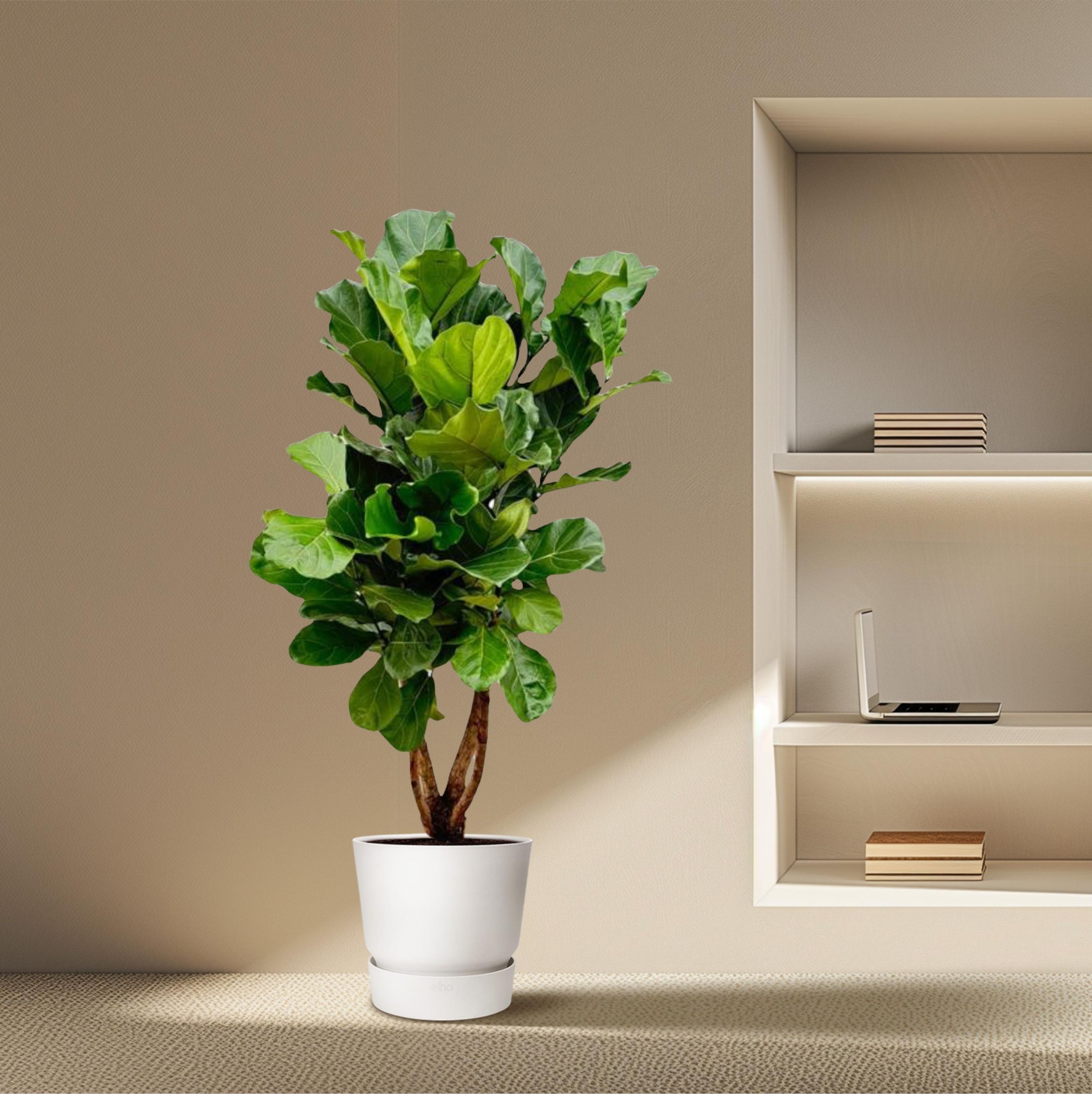 Ficus Lyrata Geigenfeige XL Zimmerpflanze