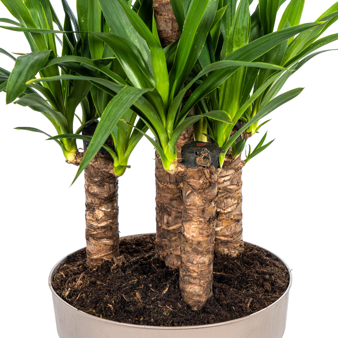 Palmlilie Yucca Elephantipes – Robust – Pflegeleicht – Zimmerpflanze | Ø30cm Topf