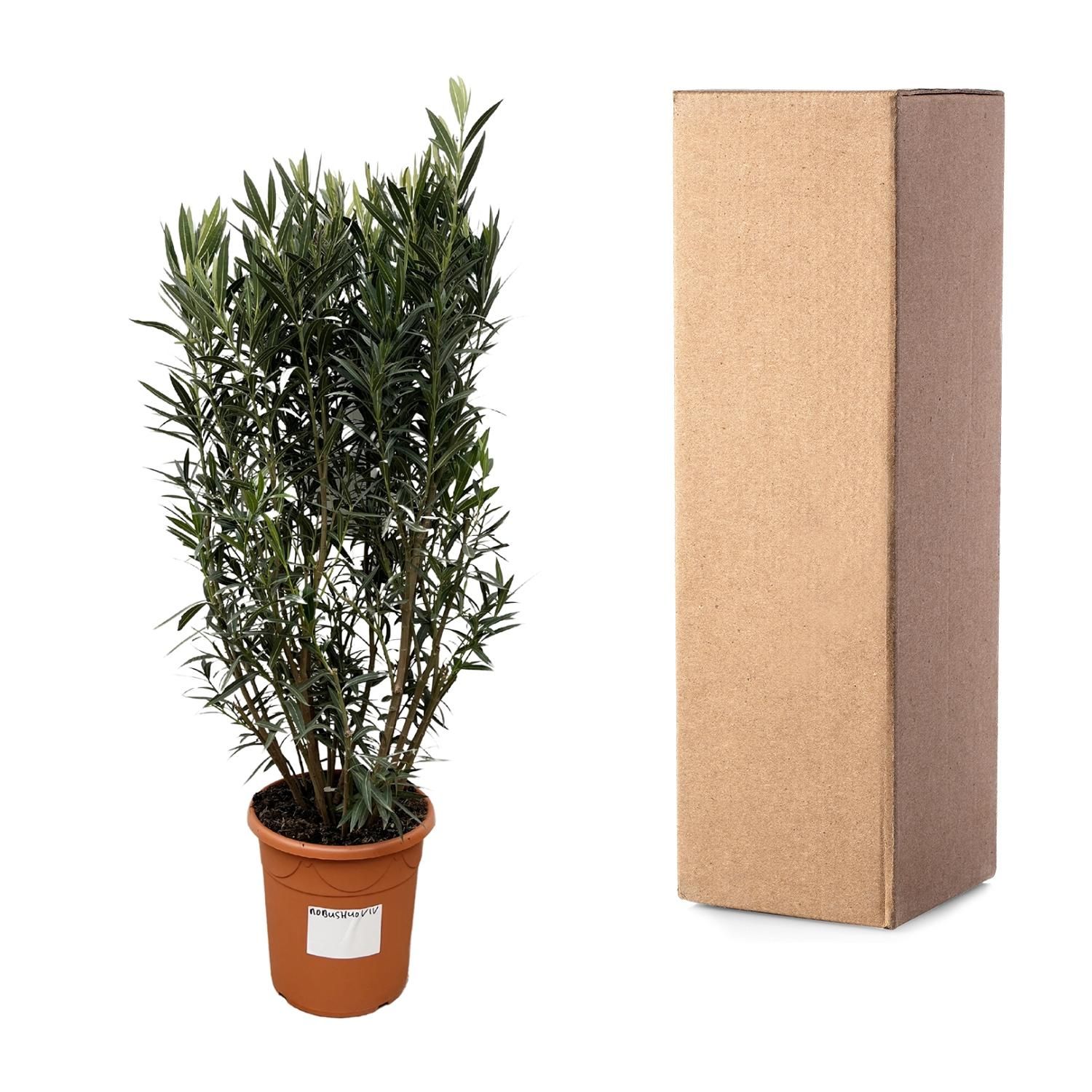 Nerium Oleander - Duftende Oleanderpflanze