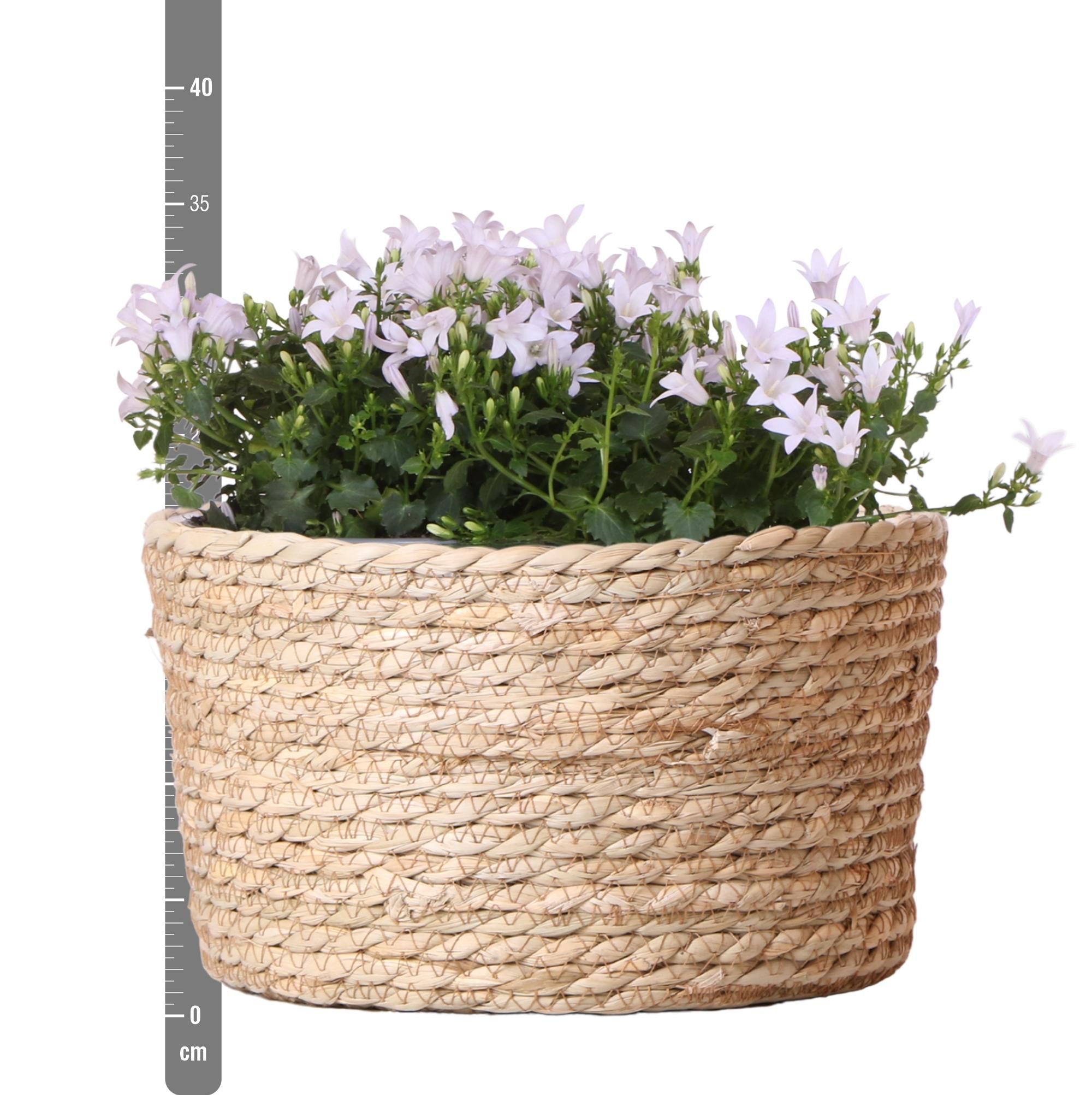 Campanula Addenda Ambella Weiß - Dekorativer Schilfkorb mit Glockenblumen