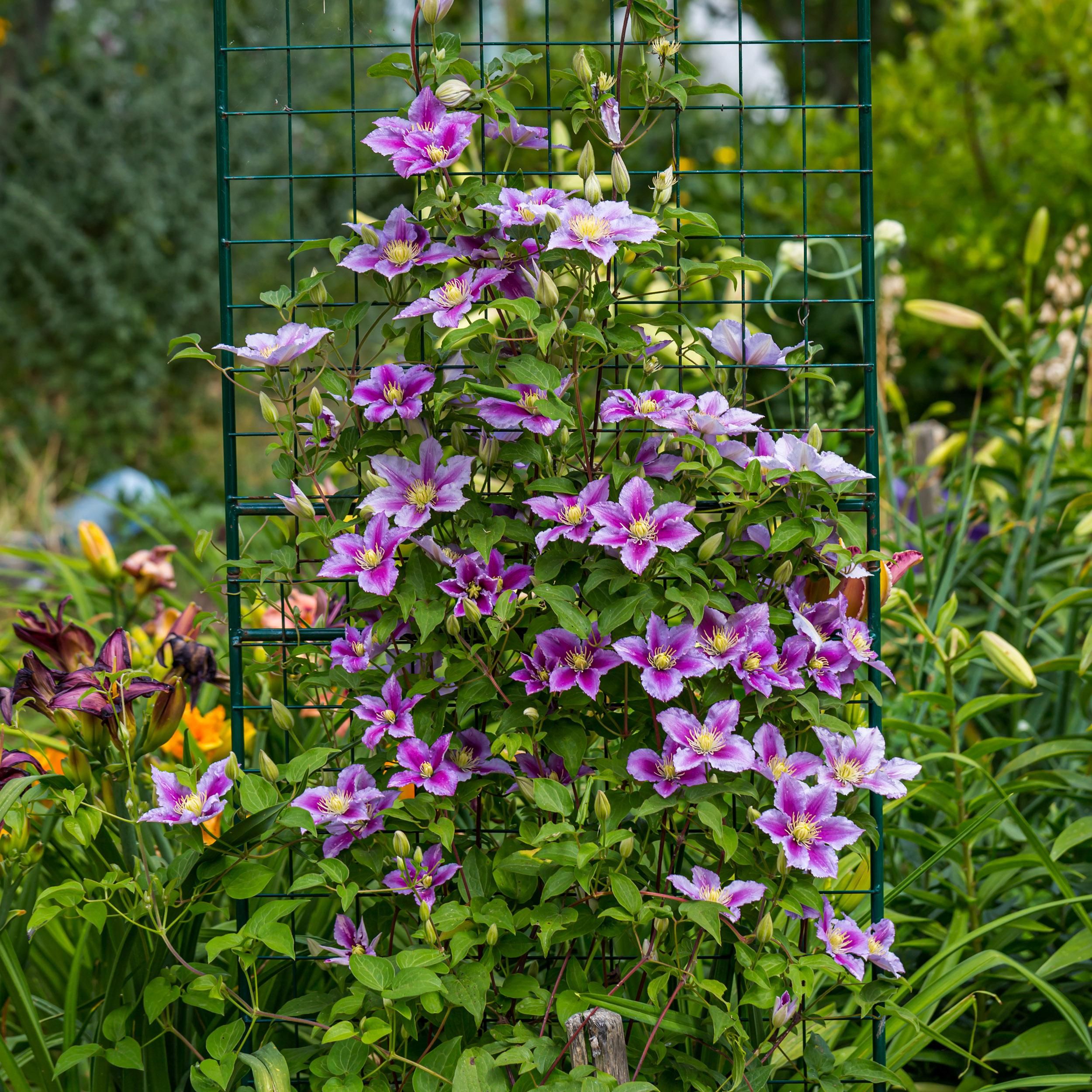 Clematis Piilu – Rosa Blüten | Wenig Pflege | 2 Pflanzen