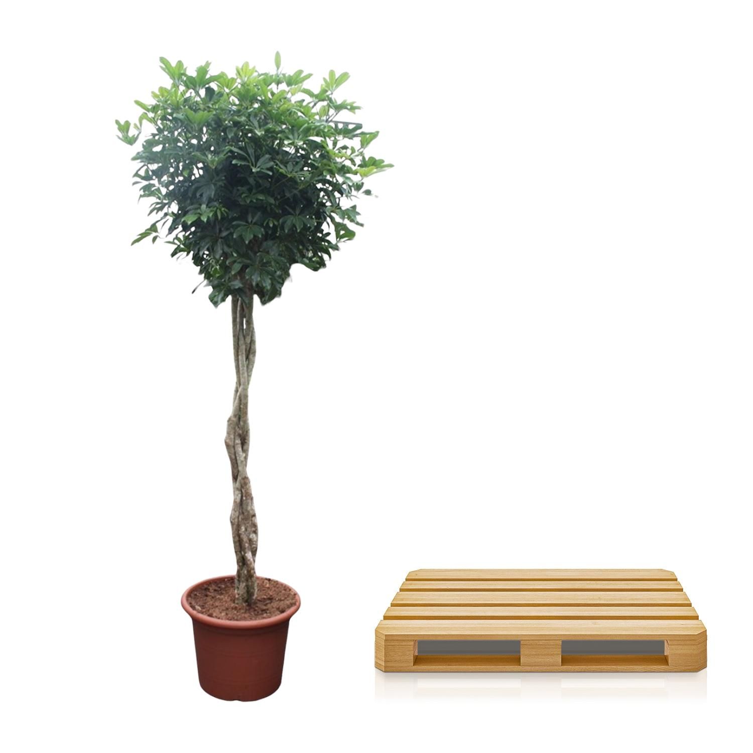 Schefflera Arboricola Compacta Zimmerpflanze mit geflochtenem Stamm