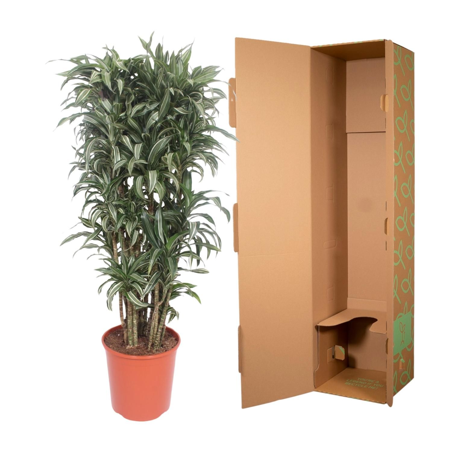 Dracaena Warneckei Compacta Zimmerpflanze