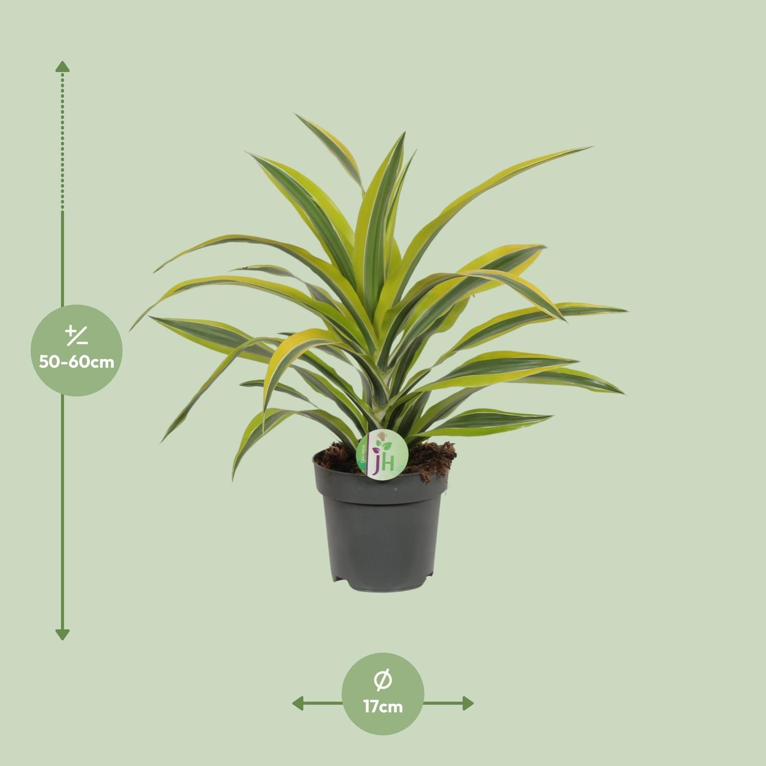 Dracaena Fragrans Lemon Lime Zimmerpflanze
